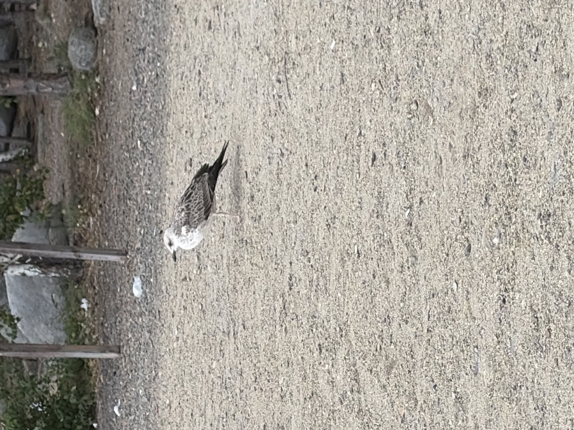 A seagull stands on a gravelly ground in an outdoor setting. The seagull is facing to the left, with its head slightly tilted down. Its plumage is a mix of white, grey, and brown. The ground is composed of small stones and dirt. In the background, there are some wooden posts, green foliage, and large rocks. The environment appears to be a park or natural area with some man-made elements like the wooden posts.
