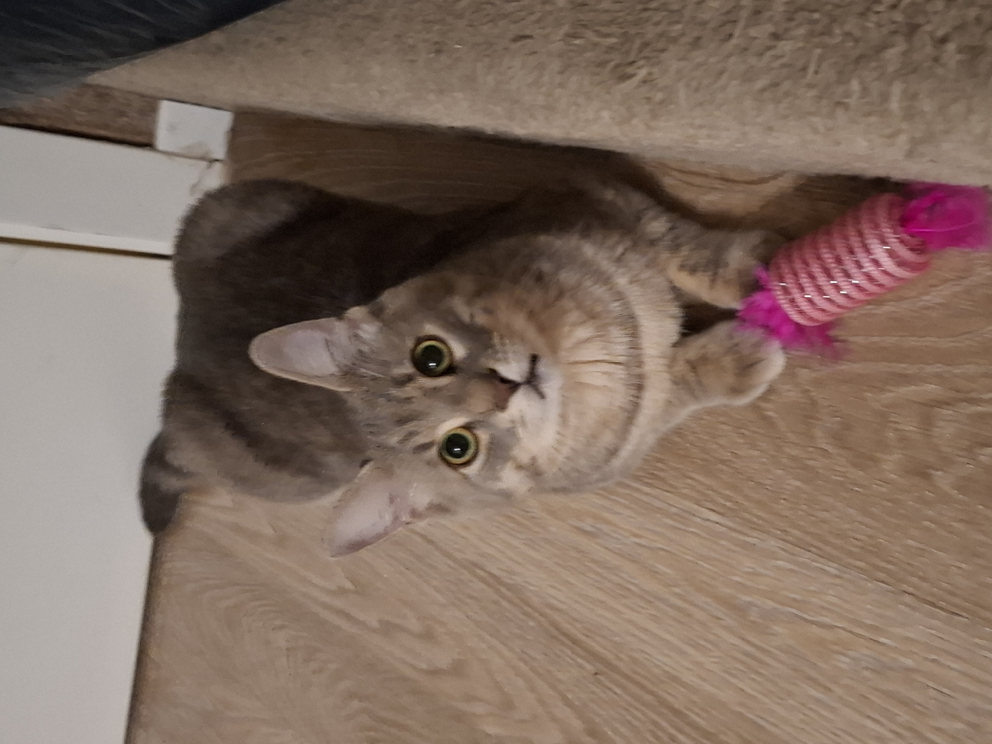 A light brown cat with green eyes is lying on a wooden floor next to a light brown scratching post. The cat is looking up at the camera. In front of the cat is a pink cat toy. The cat is in the city of Zemun Urban Municipality, Serbia.