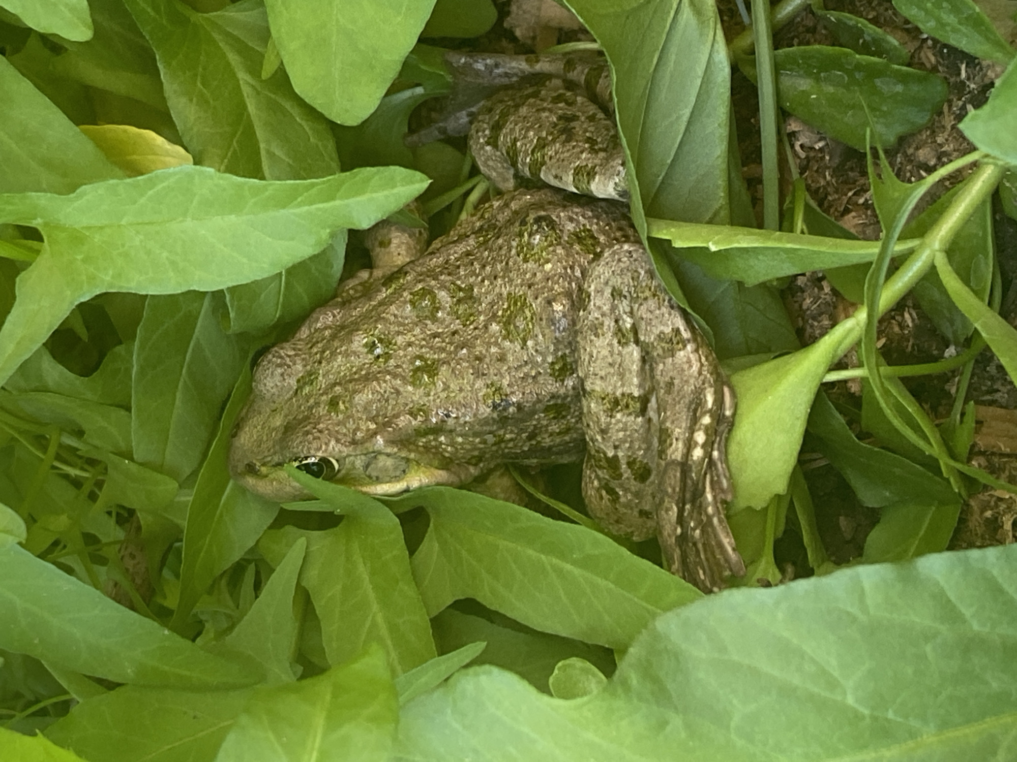 A close-up photograph captures a frog expertly camouflaged amidst dense green foliage in a natural outdoor setting. The frog, positioned centrally, is predominantly brown and green, with a mottled, textured skin pattern that closely resembles moss or bark, allowing it to blend seamlessly with its leafy surroundings. Its left eye is distinctly visible, peering out from the cover of the bright green leaves towards the left side of the frame. The frog's body is mostly obscured by the overlapping leaves, but its back and parts of its hind legs are discernible, showcasing its remarkable ability to hide.
The scene is dominated by various shades of green leaves, which fill almost the entire frame, suggesting a lush environment, possibly ground cover in a garden or wooded area. Some leaves are smooth, while others have slightly wavy or serrated edges. In the upper right and lower right sections, glimpses of dark soil or organic matter can be seen beneath the foliage. The lighting appears natural and bright, indicative of daylight. The frog seems to be resting or observing its surroundings from its hidden vantage point. No specific activity is taking place. There are no discernible emotions, and no text is visible in the image. The location context provided indicates this scene is in Chaikovsky, Russia.