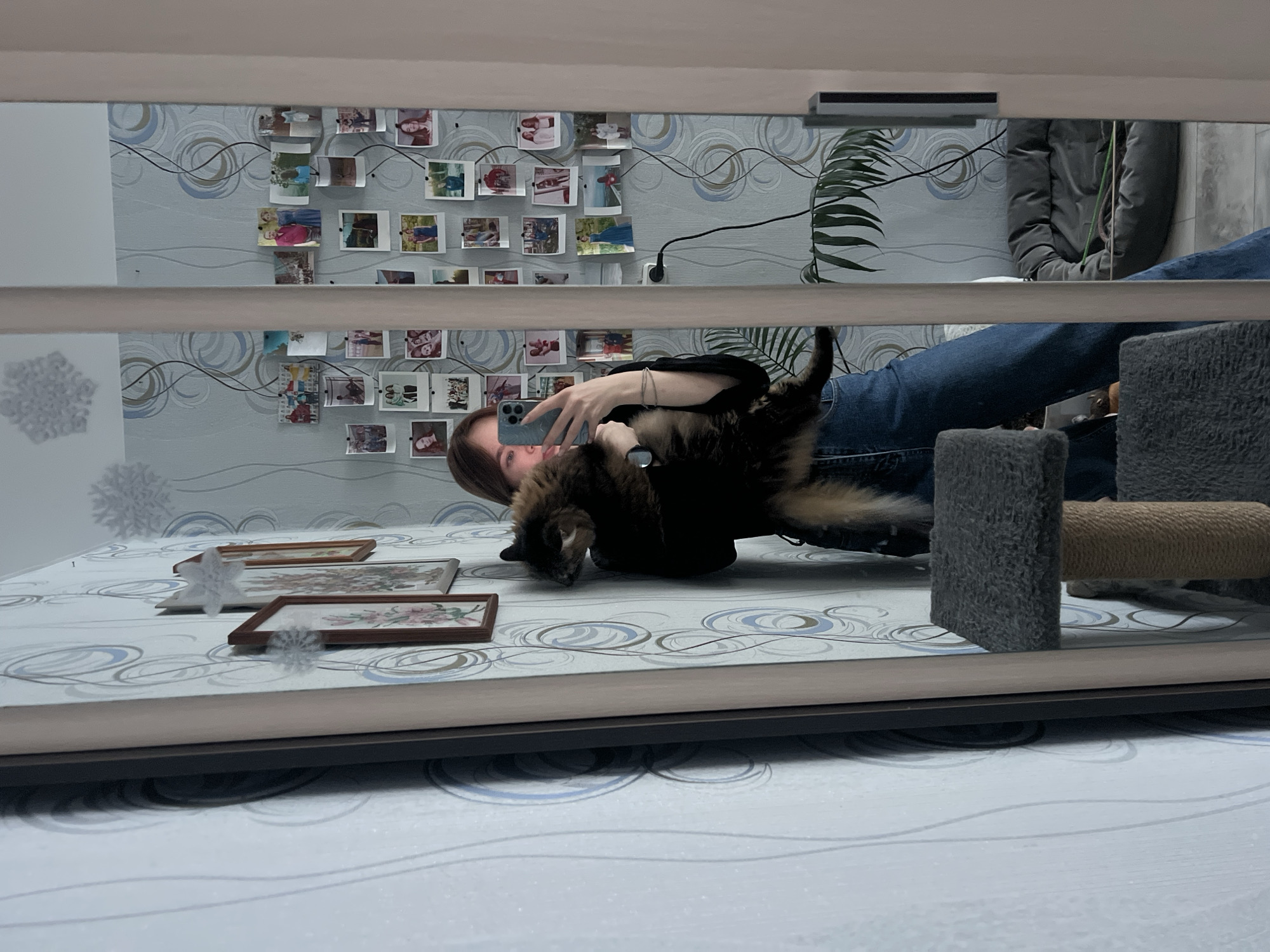 A female subject is depicted taking a mirror selfie in a residential room in Chaikovsky, Russia. The subject, with brown hair, is wearing a black long-sleeved top and blue jeans. She holds a light blue smartphone in her right hand, obscuring her face, and a large, fluffy cat with brown, black, and tan fur in her left arm. The cat's head is resting on her left shoulder, looking towards the left.
The full-length mirror, with a light-colored frame, reflects the room's interior. The walls are covered in light blue wallpaper featuring a swirling, abstract pattern in blue, white, and beige. On the reflected wall to the left, three framed pictures, possibly floral artwork, are visible, accompanied by white snowflake-shaped decorative elements. To the right, a dense collage of numerous small, polaroid-style photographs is affixed to the wall, depicting various individuals and scenes. A white power outlet with a black cable plugged in is situated beneath this collage. A green, leafy houseplant hangs or stands on the right side, with its foliage visible. On the floor in the reflected area, a grey, soft pet bed is present.
In the foreground, partially obstructing the lower left of the mirror, is a multi-tiered cat scratching post or tree, covered in dark grey carpeted material with sisal rope accents.