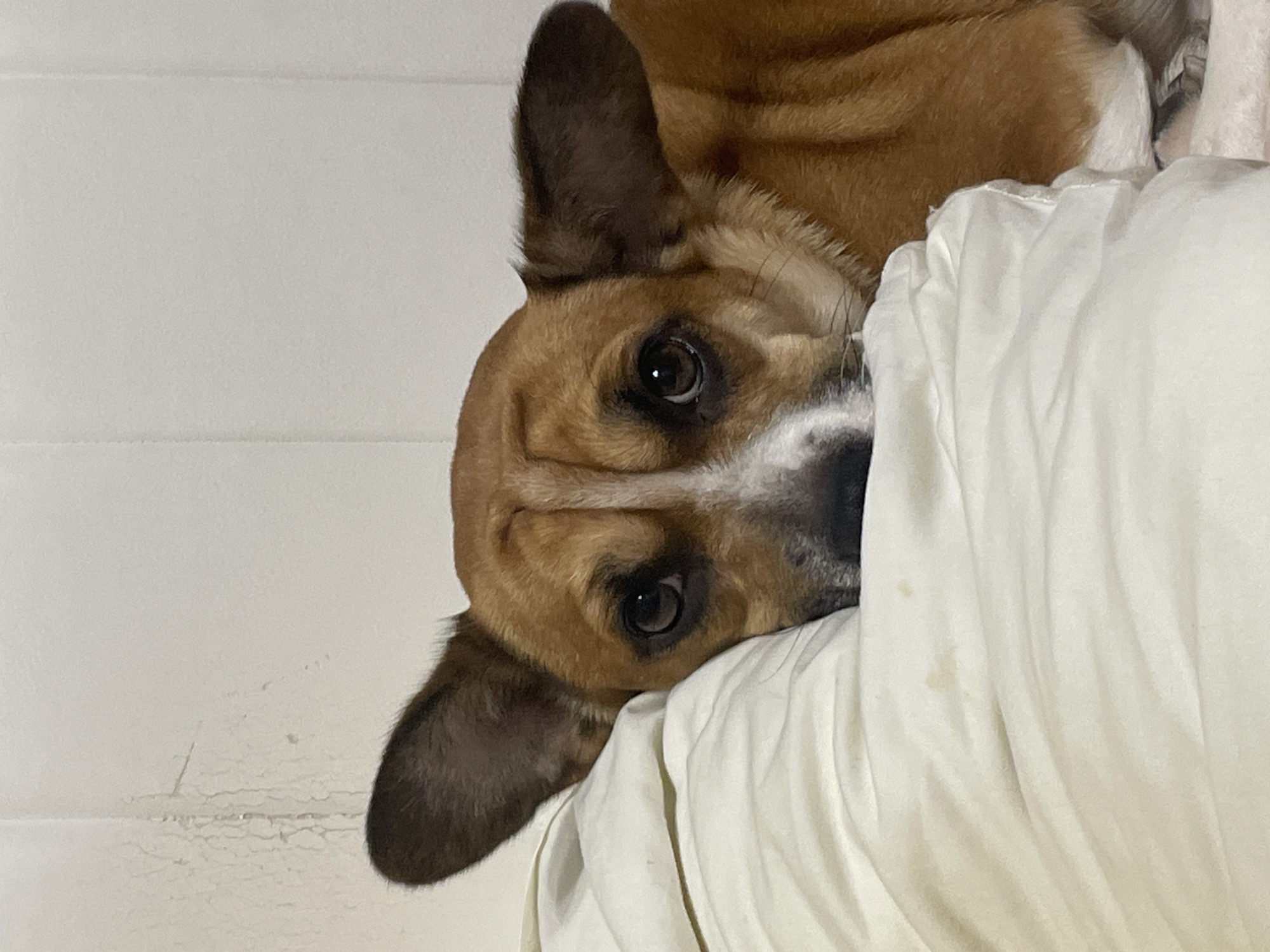 A brown and white dog is lying on a white pillow or cushion. The dog's head is tilted to the side, with its brown ears and eyes clearly visible. The background is a plain white wall. There is no evidence to suggest that this image was taken in Vladivostok, Russia.