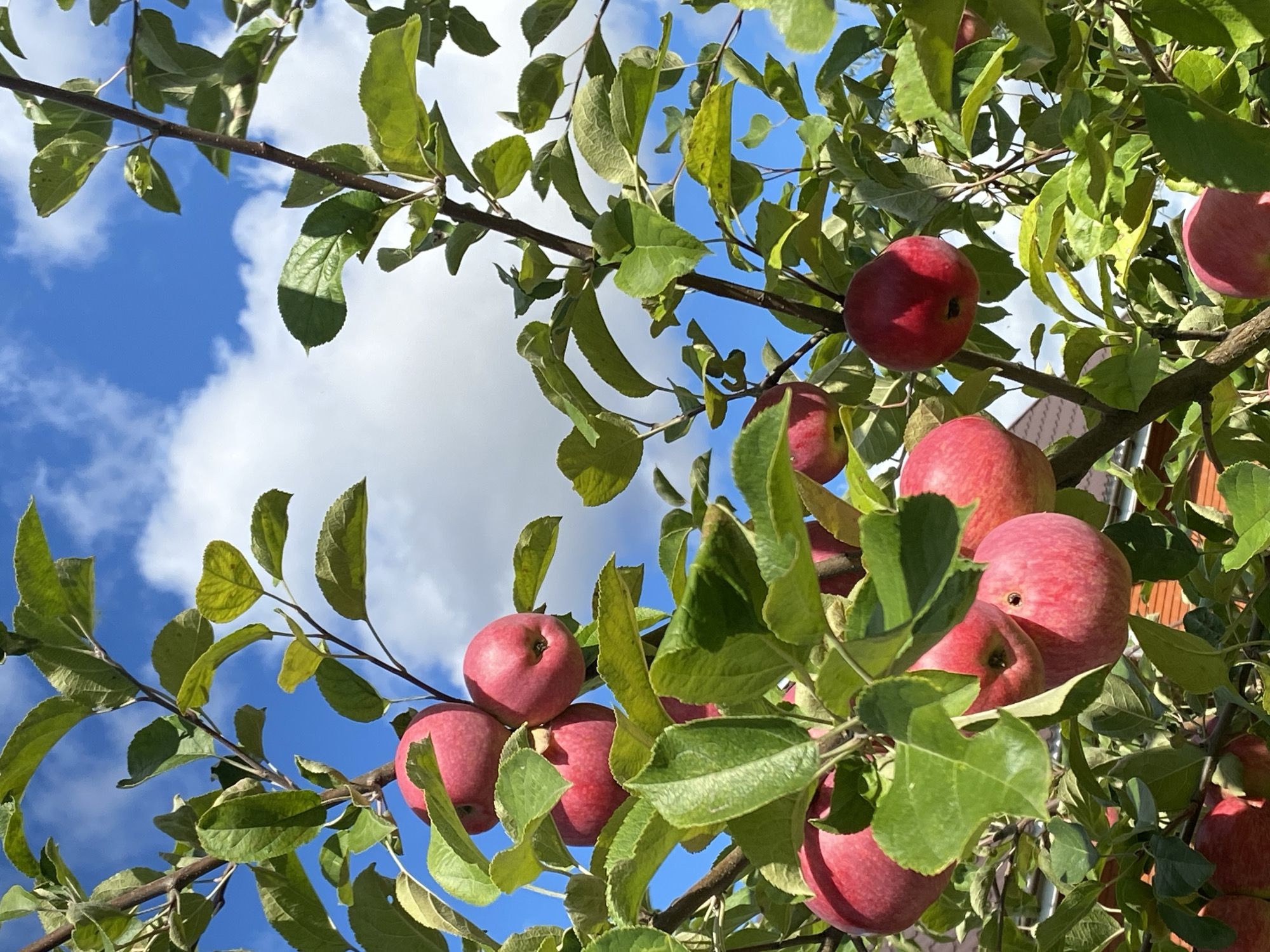 An outdoor, eye-level, vertical shot captures an apple tree laden with ripe, red apples against a bright blue sky with scattered white clouds. The apples, in various stages of ripeness and clustered together, are the primary focus, surrounded by vibrant green leaves and dark branches. The scene is lit by natural sunlight, creating subtle shadows on the leaves and highlighting the smooth texture of the apples. The background shows a hint of orange rooftops, suggesting a residential area in the city of Fokino, Russia. There are no people or animals visible in the frame.