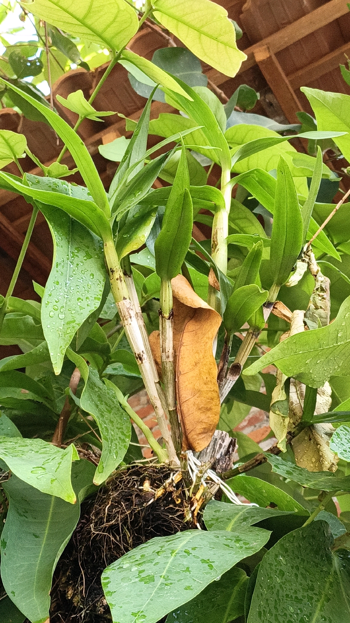 In the city of Cikal, Indonesia, this image captures a close-up view of a cluster of orchid plants. The orchids are characterized by their thick, green leaves, some of which are dotted with water droplets, suggesting recent rain or watering. The plant's pseudobulbs, which are thickened stems, are visible and are a pale, yellowish-green color with some darker speckles. One dried, brown leaf is prominently featured, contrasting with the vibrant green foliage. The roots of the orchid are exposed, forming a dense, dark mass with some white aerial roots extending outwards. The background is blurred, but hints of terracotta roof tiles and brickwork suggest an outdoor setting, possibly a garden or courtyard. The overall impression is one of a healthy, established orchid plant in a humid, tropical environment.