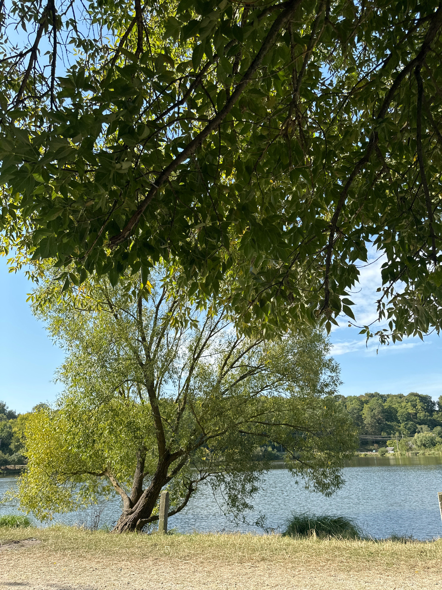 The image shows a calm body of water, likely a lake or a wide river, with a forested shoreline in the distance. In the foreground, a large tree with drooping branches and green leaves dominates the left side of the frame, partially obscuring the view of the water and the opposite bank. Another tree with lighter green foliage stands to the right of the first tree, closer to the water's edge. The ground in the foreground is a mixture of dry grass and sandy soil. The sky is blue with a few scattered white clouds. The overall scene depicts a natural, outdoor environment with no people or animals visible. The location is in the city of Makiv, Ukraine.