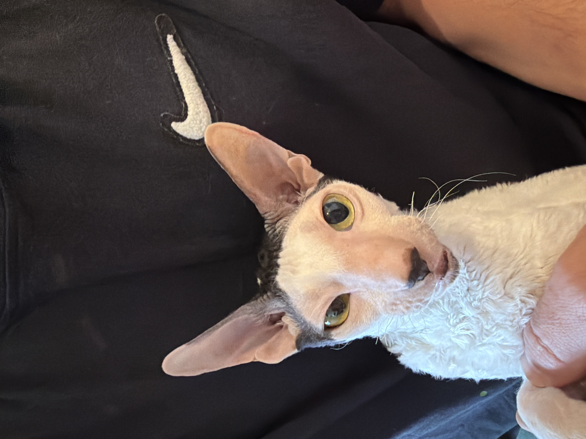 A close-up, head-and-shoulders shot of a Cornish Rex cat is presented, held by an unseen person. The cat, with its distinctive large ears and wrinkled skin, has white fur with black markings on its head and a curled, white belly. Its eyes are wide open, with the left iris a light yellow-green and the right iris a darker, more amber hue. The cat's nose is black, and its mouth is slightly open, revealing a hint of its tongue. The cat is positioned against a dark background, which appears to be the fabric of a black t-shirt with a white Nike logo embroidered on it. The lighting is direct, illuminating the cat's face and creating subtle shadows. The scene is indoors, with no discernible city or environmental context provided.