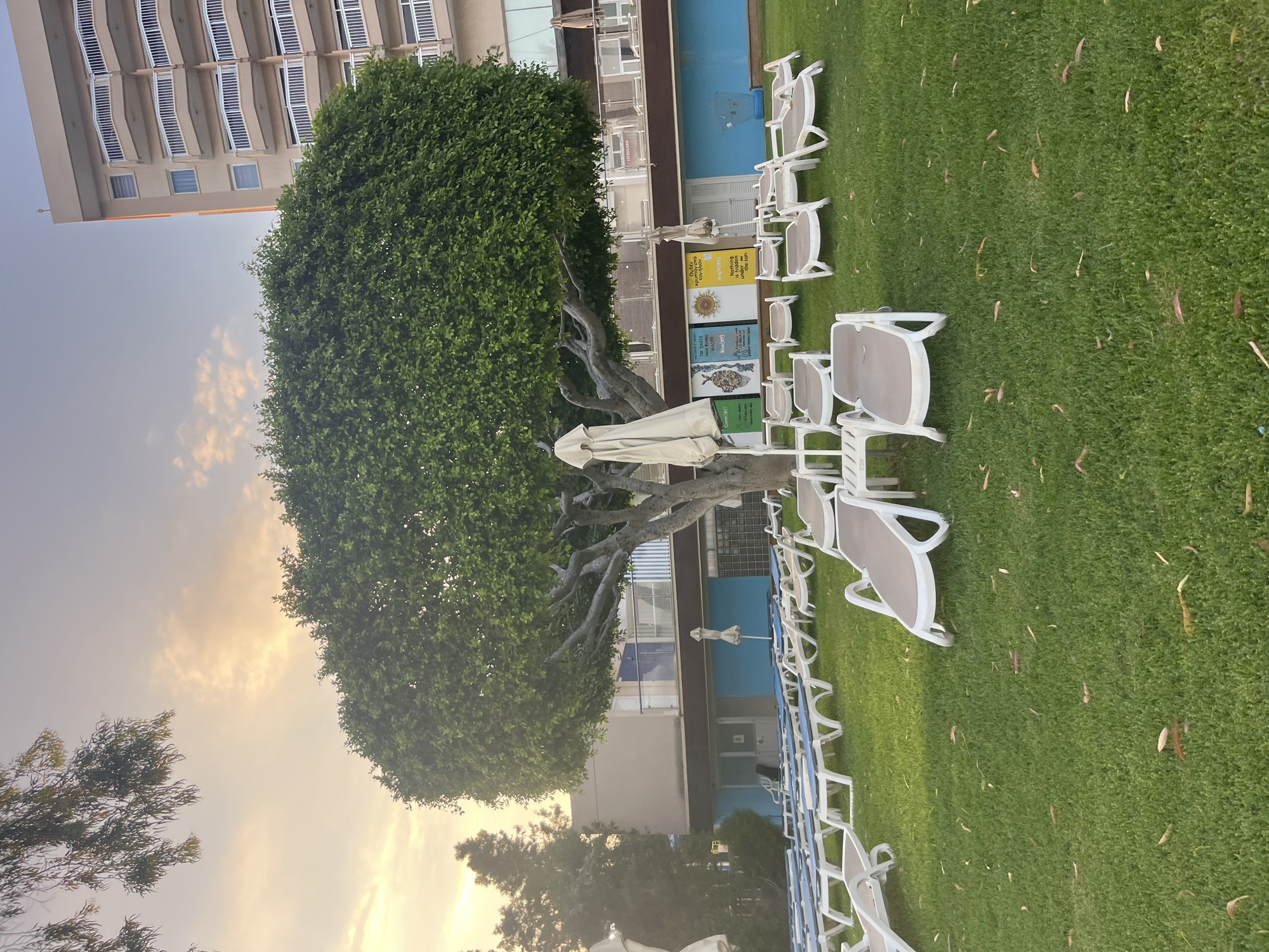 The image depicts an outdoor scene in Agios Tychona Community, Cyprus, with a focus on a grassy area dotted with numerous white lounge chairs and a few closed umbrellas. A large, mature tree with a dense, round canopy of green leaves stands prominently in the center of the frame, its gnarled branches visible beneath the foliage. Behind the tree and lounge chairs, a building with multiple floors and balconies is visible, featuring a beige facade and dark windows. The sky above is partly cloudy, with soft, warm light suggesting either sunrise or sunset. The ground is covered in well-maintained green grass, with a scattering of fallen leaves. The setting appears to be a resort or hotel area, likely near a pool or beach, given the presence of lounge chairs and umbrellas. No people are visible in the frame.
