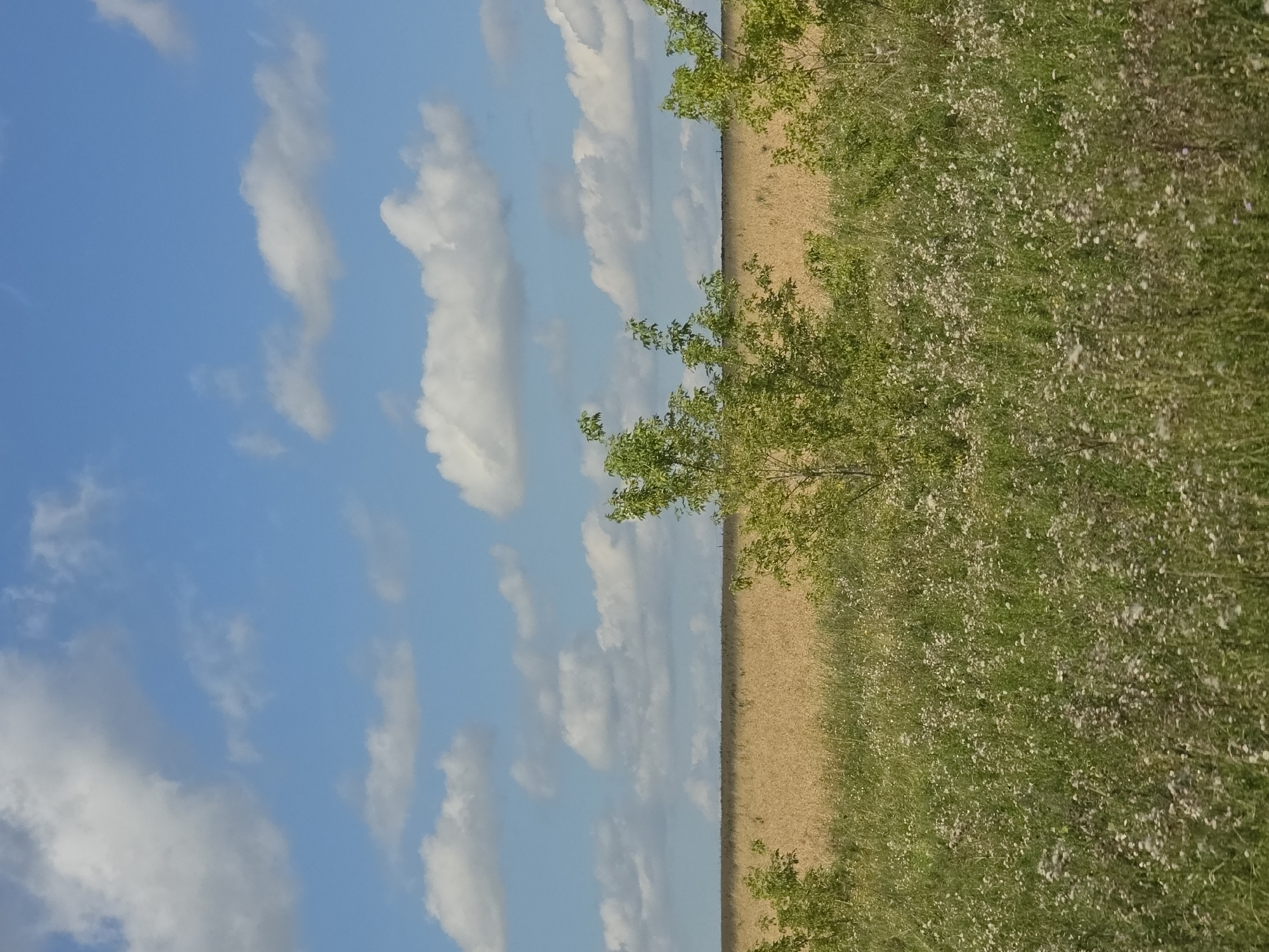 The image depicts a rural landscape with a bright blue sky dotted with white clouds. In the foreground, a field of green grass is interspersed with small white wildflowers. Behind this, a wide expanse of dry, golden grass or crops stretches horizontally across the middle ground. Several small green trees are scattered in the foreground and mid-ground. The distant horizon is a thin, dark line, possibly indicating a tree line or the edge of a more densely vegetated area. The scene appears to be an outdoor, natural environment, with no people or man-made structures clearly visible. The location is identified as Aibatova, Russia.
