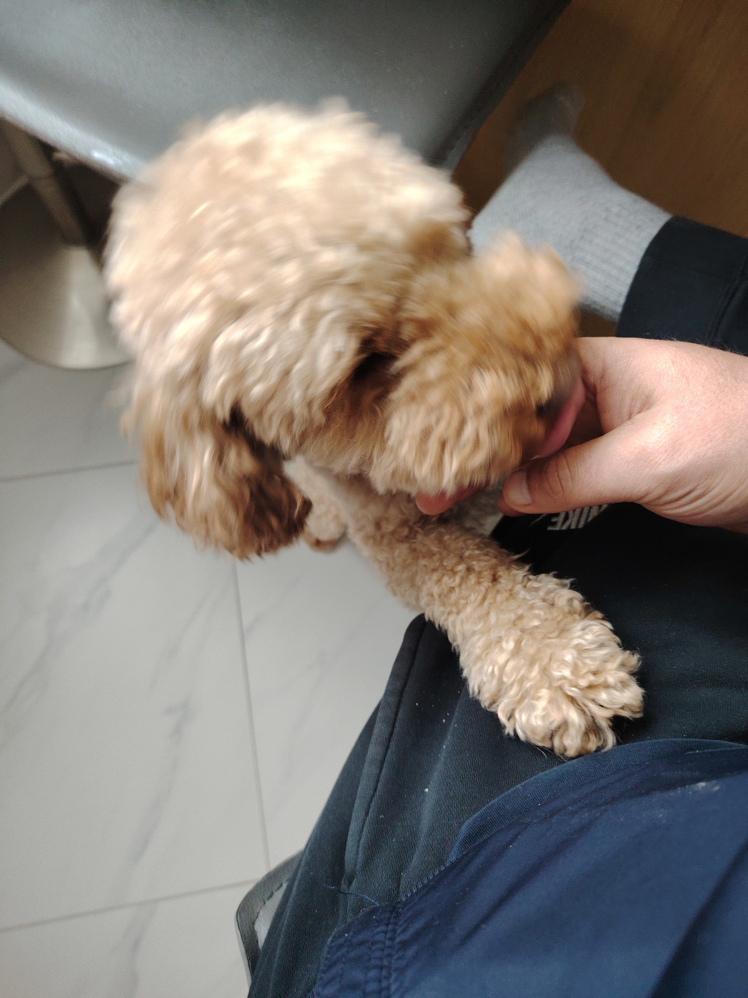 The image depicts an indoor scene in Peterborough, United Kingdom, focusing on a small, light brown, curly-haired dog interacting with a person. The dog, likely a poodle or similar breed, is actively licking the person's hand. Its head and body are blurred due to movement, suggesting excitement or affection. The person's hand is visible, cupping or petting the dog near its mouth.
The person is wearing dark blue or black trousers/sweatpants, with faint white text "NIKE" discernible on the fabric. A light grey ribbed sock is visible on one foot, which is resting on a surface. The floor is covered with white tiles, featuring subtle grey grout lines, indicating a clean, modern interior setting. Blurred shapes in the background suggest other indoor elements like furniture. The interaction conveys a moment of warmth and connection between the pet and its owner. No specific time of day or weather is discernible from the indoor setting.