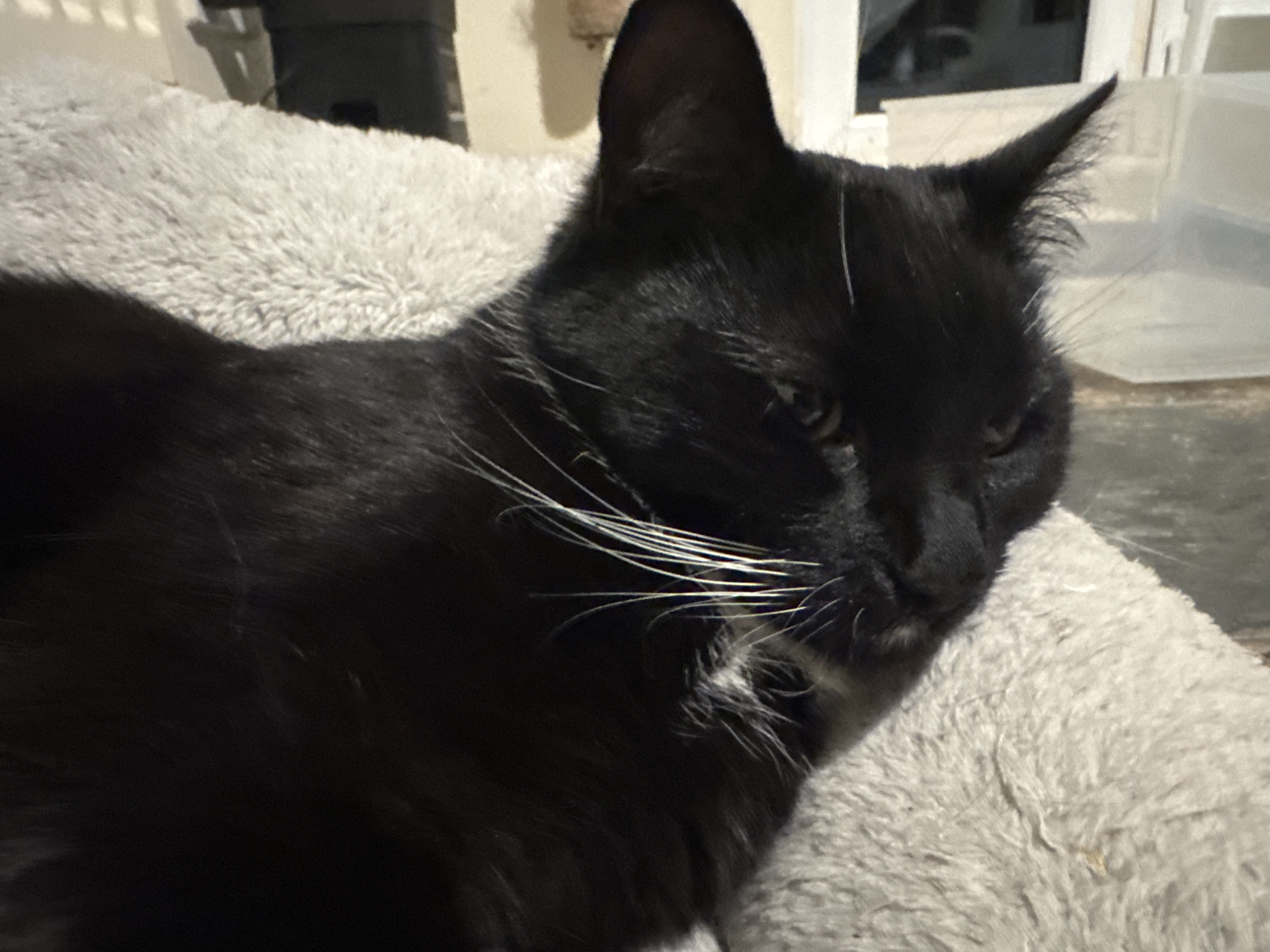 The image displays a close-up, horizontal view of a black domestic cat resting indoors. The cat is positioned with its head to the right of the frame, facing slightly forward and downward, with its body extending out of frame to the left. It has glossy black fur across its visible head, back, and chest, complemented by prominent, long white whiskers extending from its muzzle. A small patch of white fur is visible on its chin and upper chest. The cat's eyes are partially closed, appearing dark, conveying a relaxed or sleepy state. Its ears are pointed and erect.
The cat is lying on a light grey, shaggy, and fluffy textile surface, consistent with a blanket or pet bed, which covers the foreground and extends under the animal. The background is out of focus, revealing an interior domestic environment. Visible elements include a light-colored wall in the upper left, a dark, indistinct object behind it, and a white vertical structure (possibly a door or window frame) in the upper right. Below the white structure, a translucent plastic storage container is partially visible. The scene is illuminated by soft, ambient lighting, creating gentle shadows. No other individuals or animals are present. There are no discernible markings or features within the image to indicate a specific location in Desborough, United Kingdom.