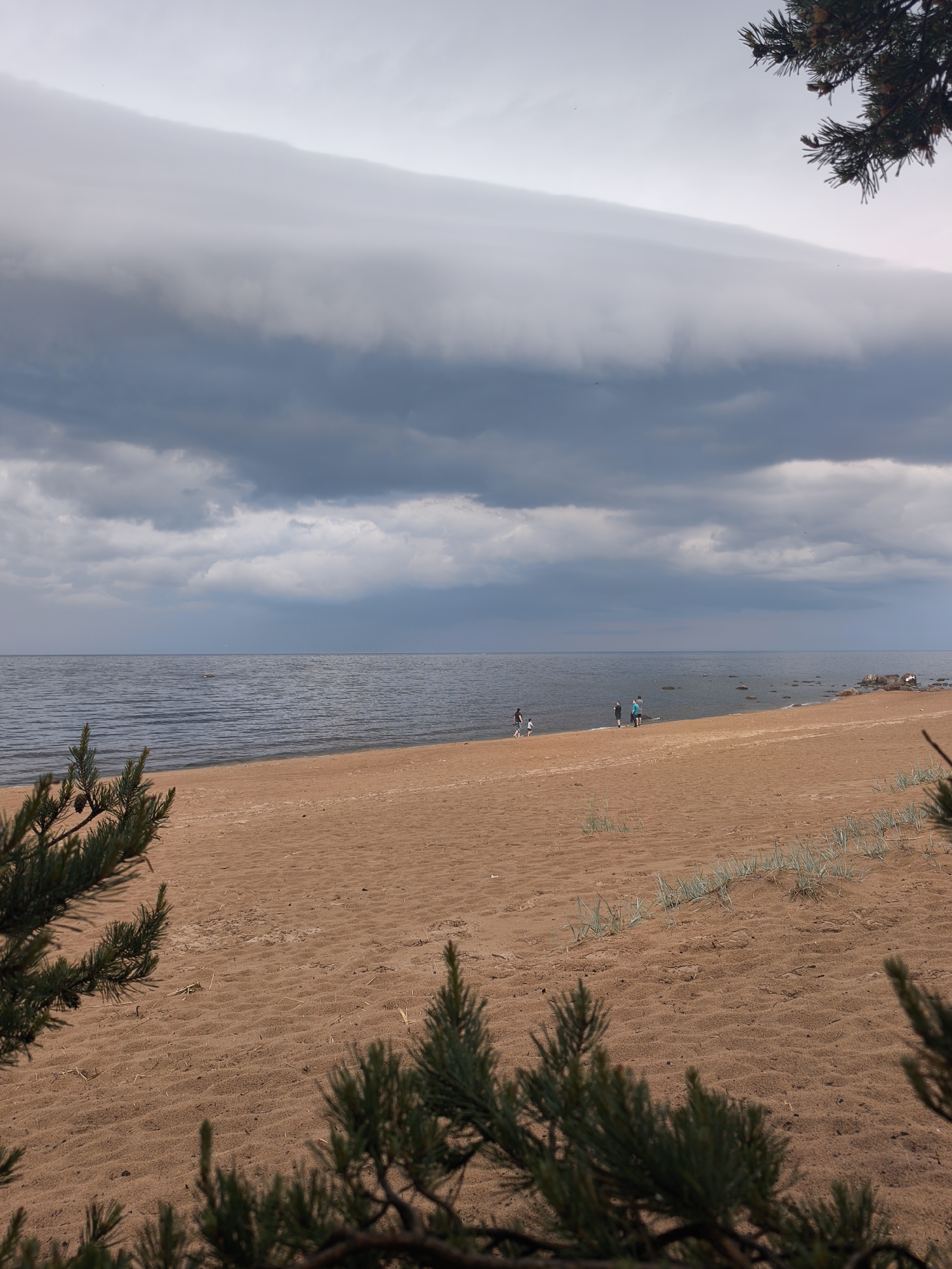 The image displays a wide-angle view of a sandy beach and a large body of water under a dramatically cloudy sky, captured in Zelenaya Roshcha, Russia.
The sky is dominated by a substantial cloud formation. A distinct, elongated, relatively flat shelf cloud, lighter grey in tone, stretches horizontally across the upper middle of the sky. Below this, darker, more textured grey clouds extend towards the horizon. The uppermost right corner of the sky is a lighter, almost white-grey. Small, dark specks, likely birds, are faintly visible against the lighter cloud band in the upper left.
A wide expanse of dark blue-grey water, consistent with a sea or large lake, occupies the middle ground. The water's surface exhibits subtle ripples. On the far right, near the shore, several large, dark rocks are partially submerged in the water.
The lower half of the image features a broad, reddish-brown sandy beach. The sand shows various textures, including gentle undulations and scattered footprints. Patches of sparse, light green dune grass grow in the sand, particularly visible in the lower right and center-right areas.
Several people are present on the beach, near the waterline. From left to right: a single person, possibly a child, in dark attire, is walking or jogging along the water's edge. Further right, a group of three individuals (two adults and one child) stands closely together by the water. Further right still, two additional figures are observed closer to the submerged rocks. Their specific activities appear to be casual walking or observing the water.
Dark green pine branches, complete with needles and small cones, frame the bottom of the image, partially obscuring the immediate foreground of the sand. A similar cluster of pine branches hangs into the frame from the upper right corner, overlaying a portion of the sky.