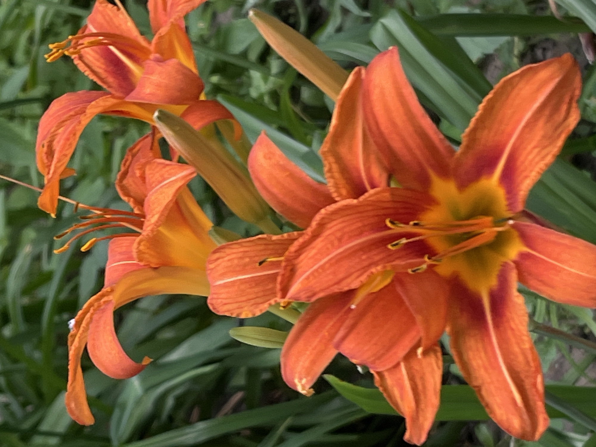 This media file features a close-up, high-angle shot of several vibrant orange daylilies blooming in a garden setting. The flowers are the primary subjects, with their trumpet-shaped petals and prominent stamens clearly visible. The blossoms are a rich, saturated orange with hints of yellow and deep red at their centers. Some petals show delicate striations, and a few have small water droplets on them, suggesting recent rain or dew.
The background consists of lush, out-of-focus green foliage, typical of a garden environment. The lighting appears to be natural daylight, casting soft shadows and highlighting the textures of the petals. There are no people or discernible objects other than the flowers and plants. The overall impression is one of natural beauty and the vitality of summer blooming.
The location context is Dnipro, Ukraine. While no specific landmarks are visible, the type of flora and the general garden setting are consistent with a temperate climate during the warmer months. The time of day is likely daytime, given the brightness of the light. The image evokes a feeling of tranquility and appreciation for nature. There is no visible text in the media file.