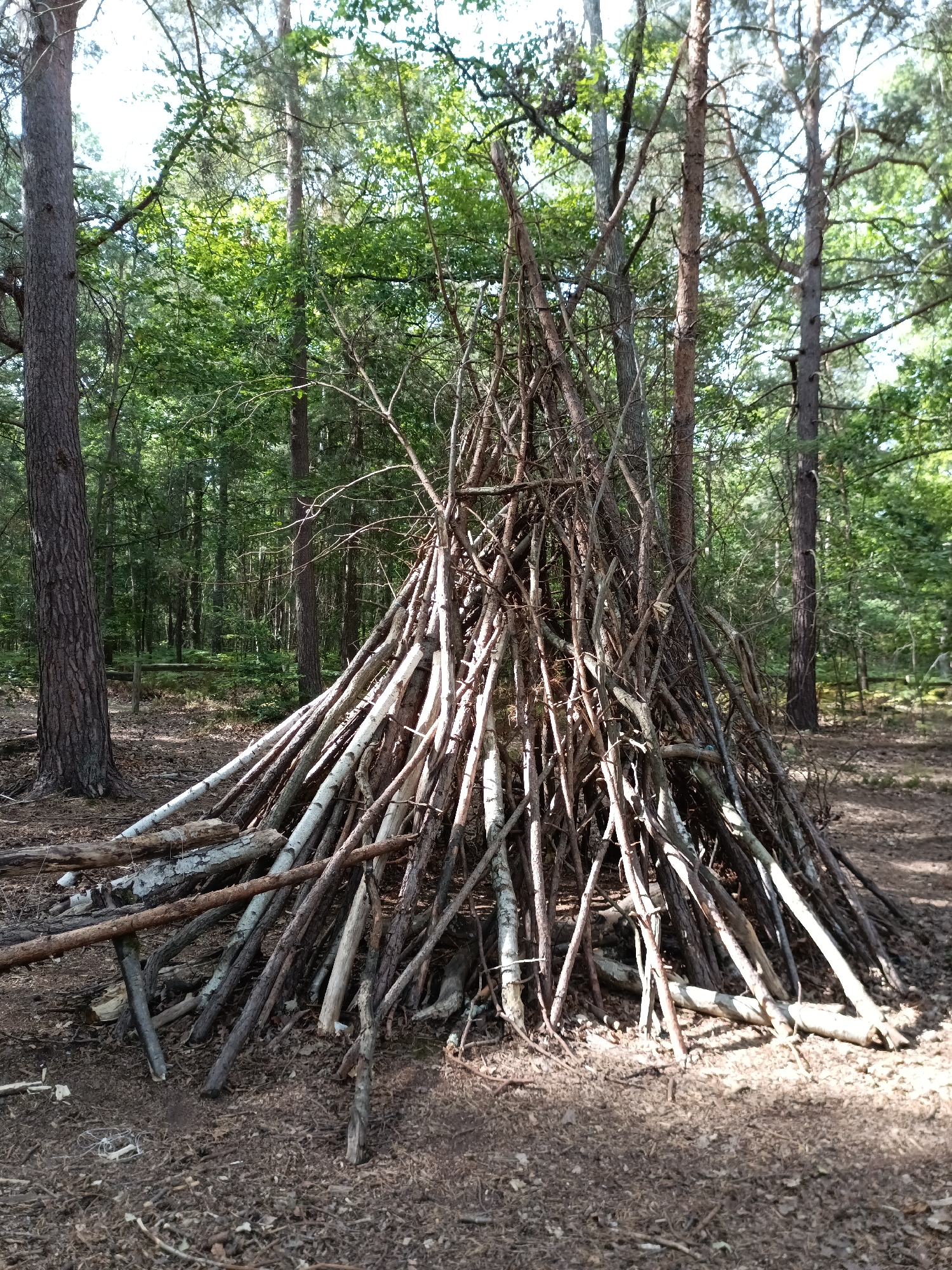 In Évreux, France, a large, conical structure made of numerous branches and sticks stands in a forest clearing. The structure's base is supported by thicker logs, some of which appear to be partially decayed. The surrounding environment is a densely wooded area with tall trees and a forest floor covered in dry leaves and smaller twigs. Sunlight filters through the canopy, casting dappled shadows on the ground. No people are visible in the image, and no actions or interactions are depicted.