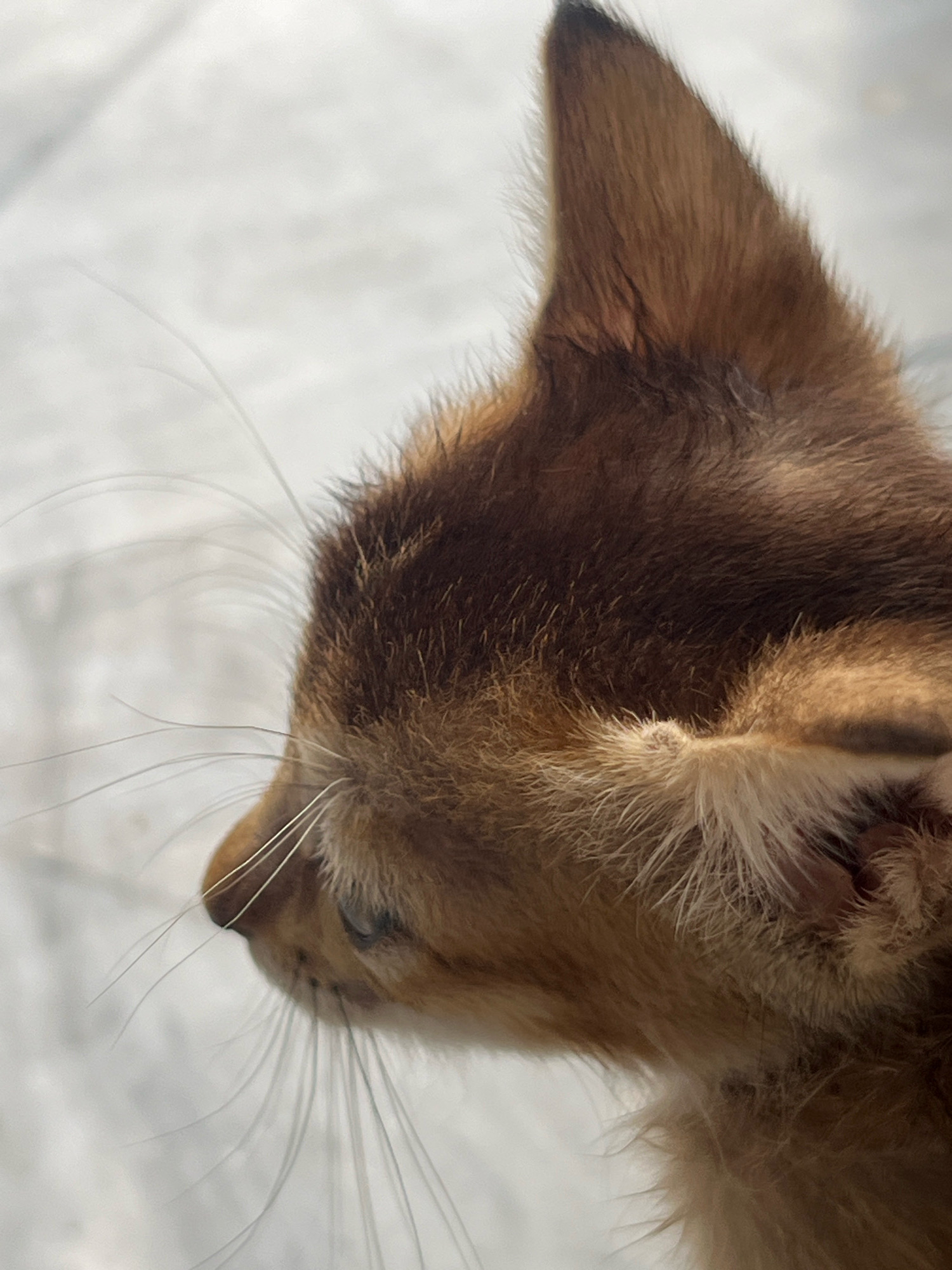 A close-up, profile view of a young ginger kitten. The kitten's fur is a mix of brown and orange hues, with lighter fur around its muzzle and ears. Its whiskers are long and delicate, fanning out from its nose. The background is out of focus, appearing as a light-colored, textured surface, possibly a floor or wall. The image is a static shot, capturing the kitten in a moment of stillness. There is no discernible information about the location in Attock, Pakistan, nor any actions or interactions occurring within the scene.