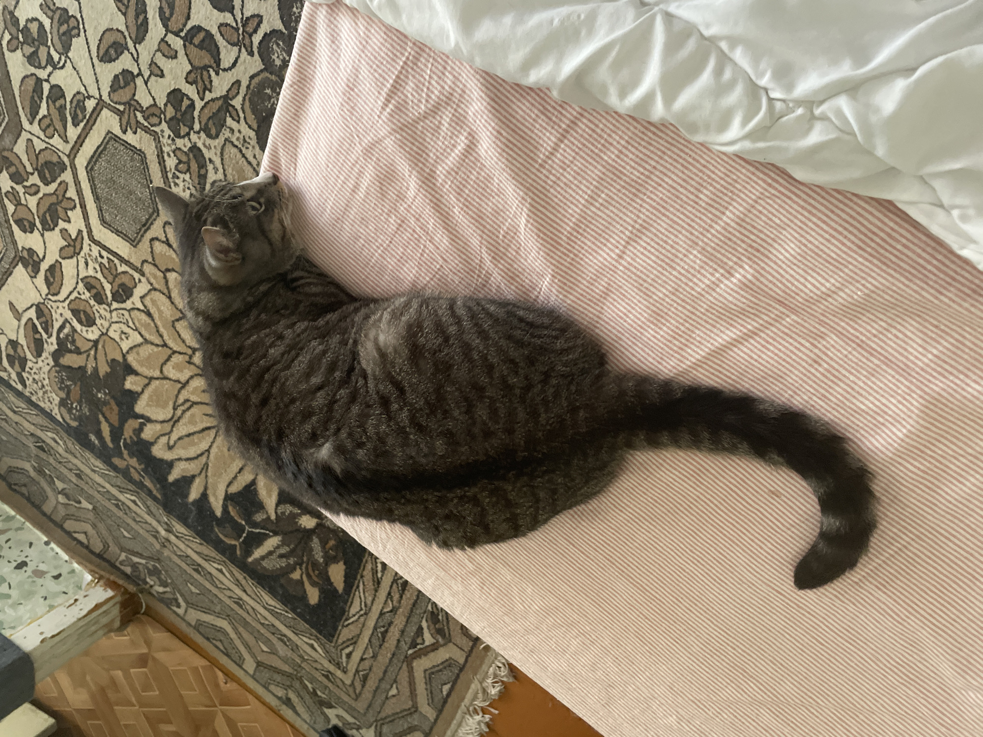 A grey tabby cat is lying on a pink and white striped bedspread. The cat is facing to the right, with its head resting on the bed. Its tail is curled around its body. The bedspread is on a bed, and a white duvet is visible to the right of the bedspread. In the background, a patterned rug is visible on the floor, along with wooden flooring. The overall impression is one of domestic comfort.