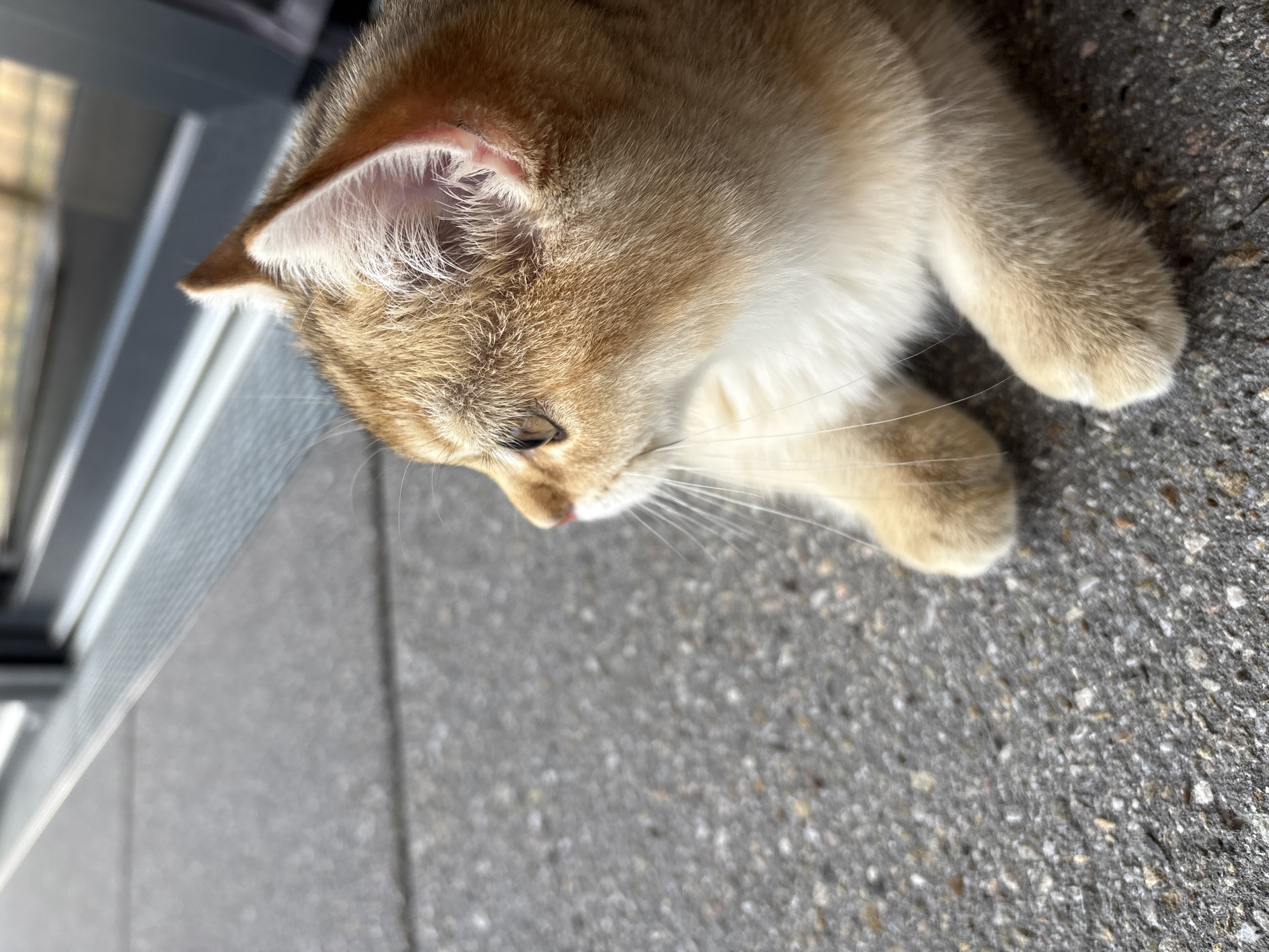 A close-up, eye-level shot shows a golden-brown domestic cat with white markings, lying on a textured gray pavement. The cat is facing left, with its head turned to look out of frame to the left. Its right ear is visible, with white fur lining the inside. The cat's fur is short and soft, with lighter fur on its chest. The pavement appears to be an outdoor area, possibly a patio or sidewalk, with visible aggregate. In the background, out of focus, is a metallic gray structure with horizontal lines, likely a door or window frame, and a bright, out-of-focus area suggestive of sunlight. The image captures the cat in a moment of quiet observation. The scene is likely located in Bönnigheim, Germany.