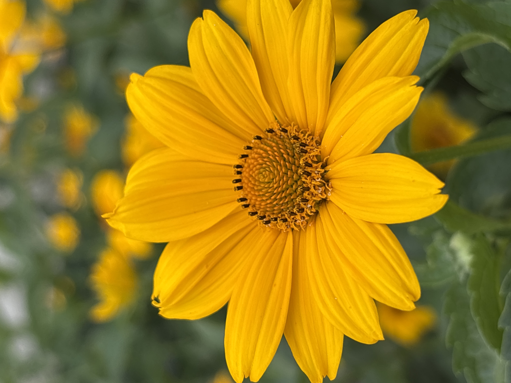 A close-up, vertical, eye-level shot focuses on a vibrant yellow daisy with intricate detail. The flower's petals, radiating outwards, are a rich, solid yellow with subtle, lighter striations. The center of the flower is a textured, circular arrangement of dark brown florets. The background is a soft blur of green foliage and out-of-focus yellow flowers, suggesting a garden setting. There are no people or discernible actions in this still-life image. The image does not contain any information that could be used to identify its location in Minsk, Belarus.