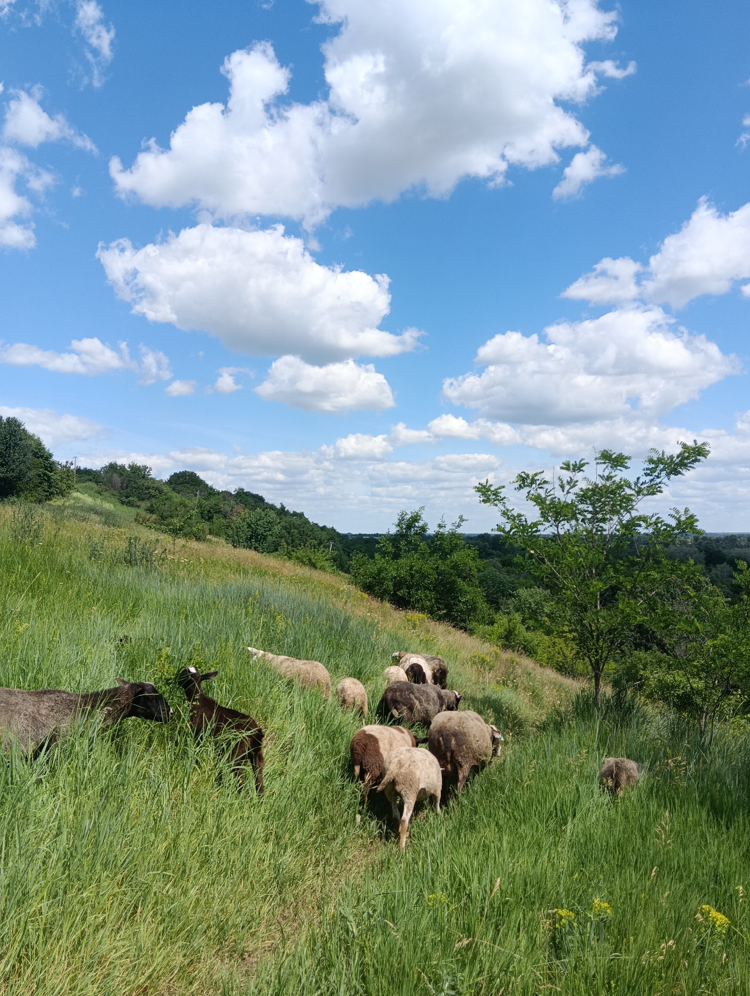 A flock of sheep grazes on a lush green hillside under a bright blue sky dotted with fluffy white clouds. The scene suggests a warm, sunny day. The sheep are scattered across the grassy slope, some with their heads down grazing, while others are standing and looking around. One dark-colored sheep and a lighter-colored sheep are close together in the foreground, appearing to interact. The hillside is covered in tall, dense grass, with scattered wildflowers adding touches of color. In the background, a line of trees marks the top of the hill and extends into the distance, forming a dense forest. A single, leafy tree stands prominently on the right side of the frame, its branches reaching towards the sky. The overall impression is one of a peaceful, pastoral landscape. There is no visible text in the image.