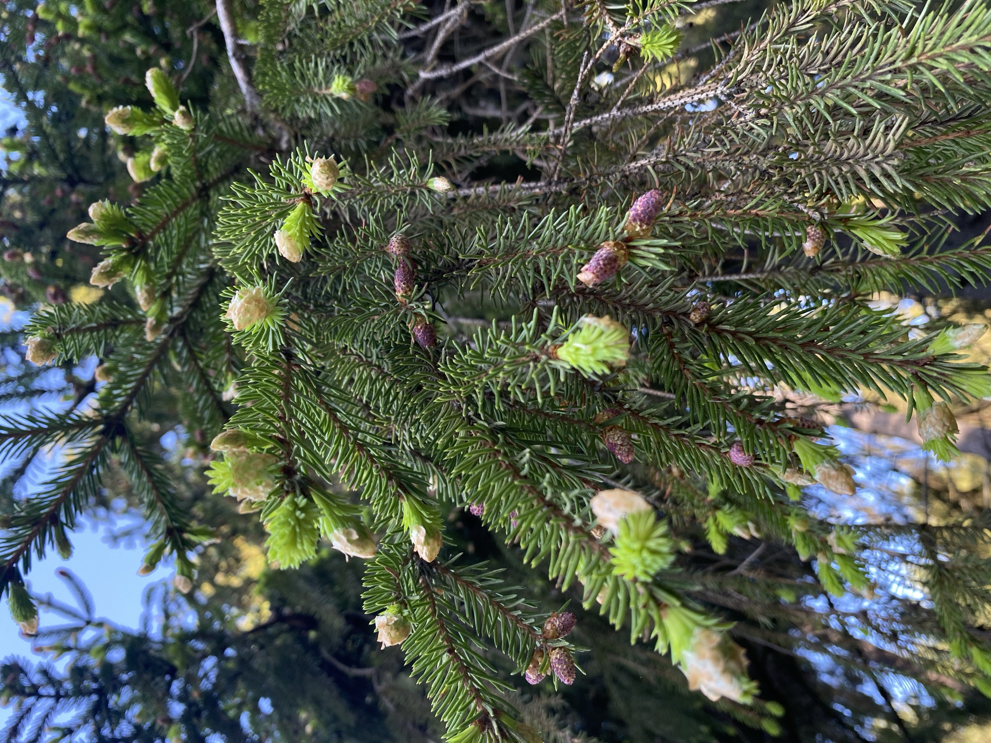 The image shows a close-up view of a spruce tree branch with both new light green growth and older, darker green needles. Some small, cone-like structures in shades of purple and light brown are also visible on the branches. The shot is taken from a low angle, looking up into the tree, and a glimpse of blue sky is visible through the foliage. Given the location specified as Votkinsk, Russia, it can be inferred that this is likely a public park or forested area in that city, showing typical vegetation found in that region.