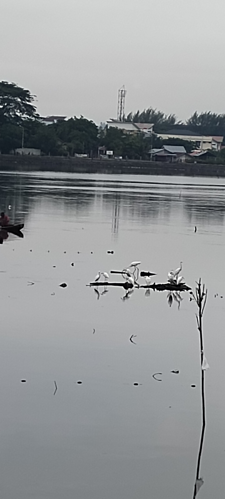 A man is paddling a small boat in a calm body of water with reflections of the overcast sky and buildings along the distant shore. Several white egrets are gathered on a floating platform in the middle of the water. Buildings and trees are visible on the opposite bank, and a communication tower stands out against the hazy sky. This scene is likely located near the coastal areas of Lhokseumawe, Indonesia, given the presence of a body of water and the architectural style of the buildings.