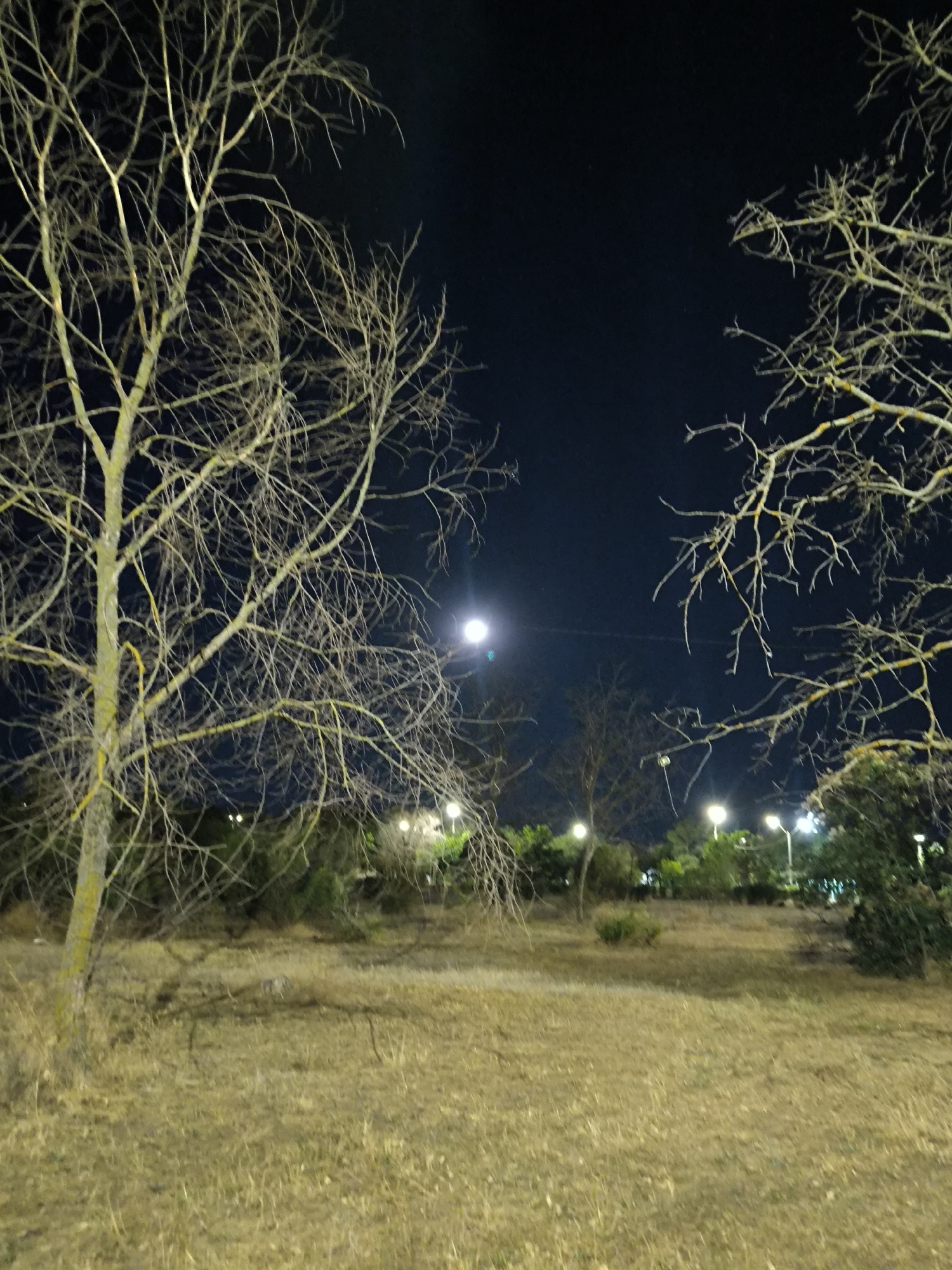 The image depicts a nighttime scene in a park or open grassy area. Two bare-branched trees, one on the left with a textured trunk and the other on the right, dominate the foreground. The sky is dark, with a bright, slightly blurred moon visible in the upper center. In the background, several streetlights illuminate the foliage of trees and bushes, suggesting an urban or suburban park setting. The ground is covered with dry, light-brown grass. The scene is still and there are no people visible.
