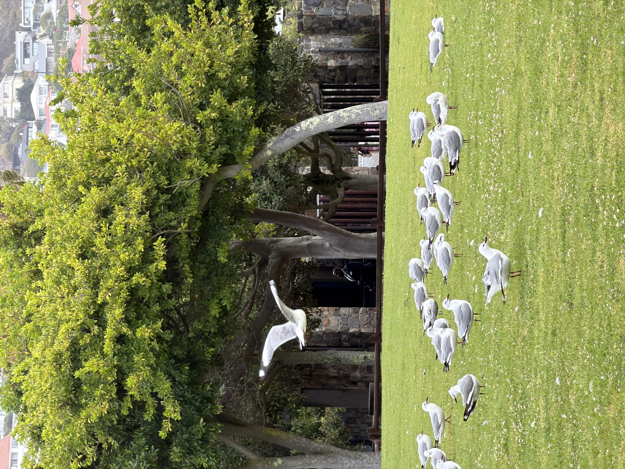 The image depicts a scene on the grass near the Cape Point Nature Reserve in Cape Town, South Africa. The foreground features a well-maintained lawn populated with a large flock of seagulls in varying poses, some standing and others in flight. In the background, behind the trees is a stone building with metal railings. Visible behind the lush green trees are the buildings and rooftops of the city. The environment is characterized by natural greenery and structured development.