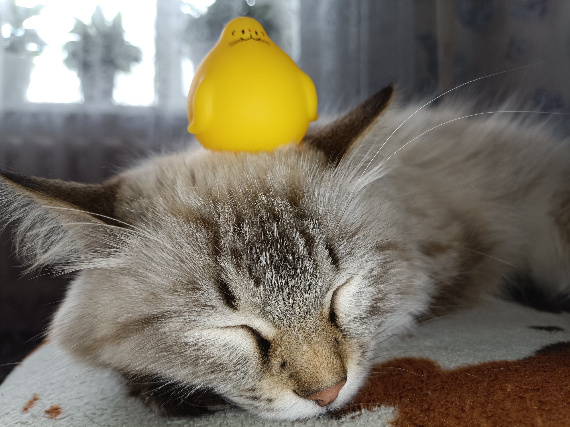 A close-up, eye-level shot captures a fluffy light-colored cat sleeping peacefully. Perched atop its head is a small, bright yellow duck toy with painted-on features. The cat's eyes are closed, and its fur appears soft and well-groomed. The background is softly blurred, showing a window with light filtering through. The scene appears to be indoors, possibly in a home in Noviy, Russia.