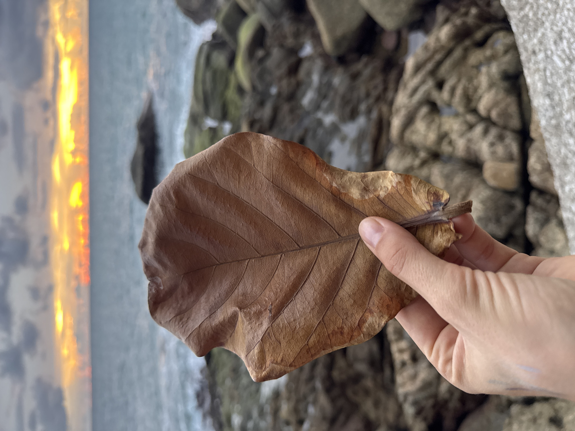 An adult hand, with visible knuckles and fingernails, holds a single, dried, brown leaf in the foreground. The leaf is large and prominently veined, obscuring part of the background. Behind the hand and leaf, a rocky shoreline meets the ocean. The water is a muted blue, and waves are visible crashing against the rocks. The horizon is marked by a dramatic sunset, with streaks of orange and yellow light piercing through a cloudy, grey sky. The location is identified as Karon, Thailand.