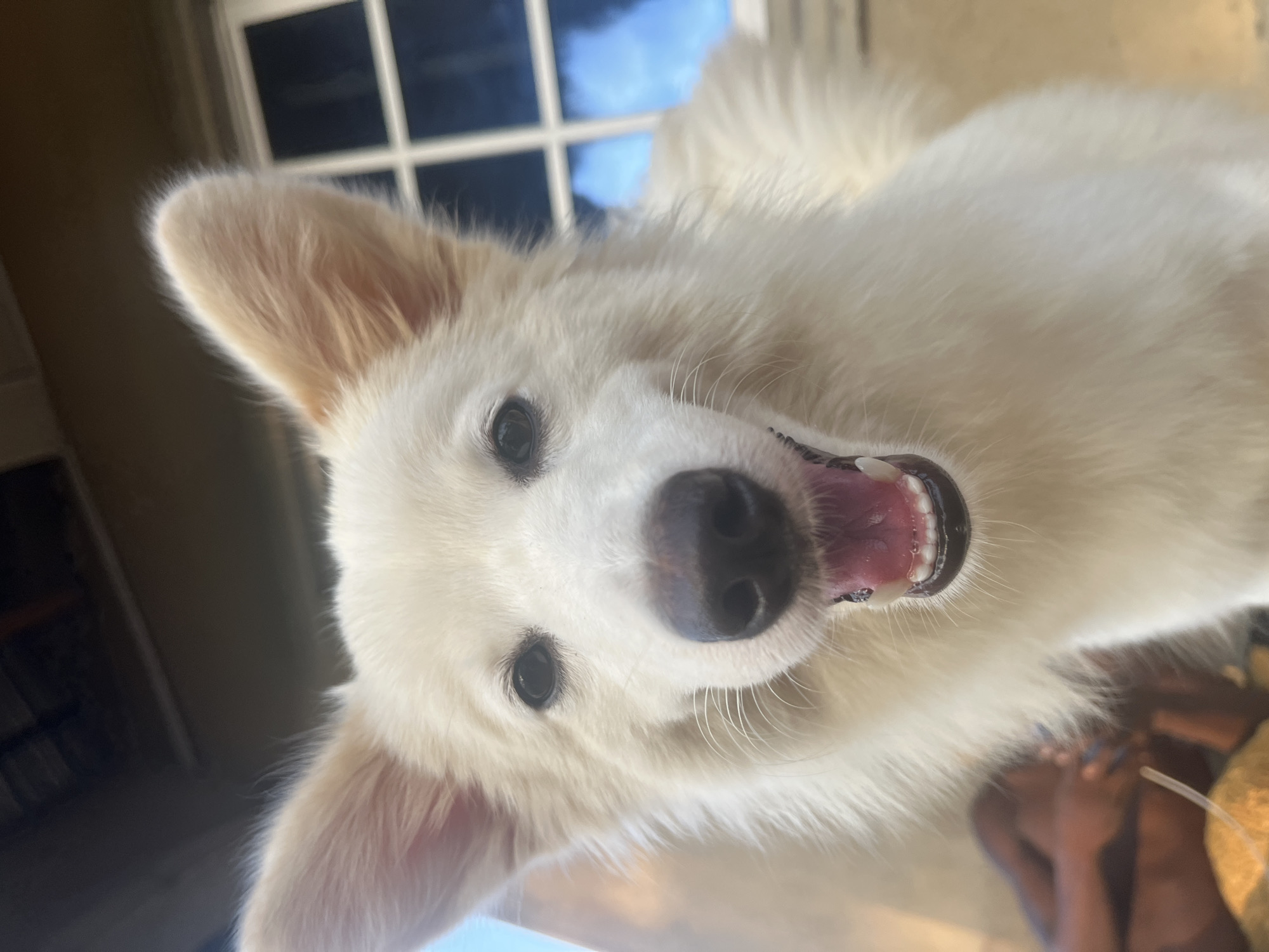 The image shows a close-up, slightly upward-facing view of a white dog, possibly a Swiss Shepherd, with a pink mouth and black nose. The dog is indoors, near a window with a grid pattern that reveals a partly cloudy sky. The background shows the interior of a structure. Part of a person is visible in the lower right. This cannot be used to determine a location in the city of Ikot Ekpene, Nigeria.