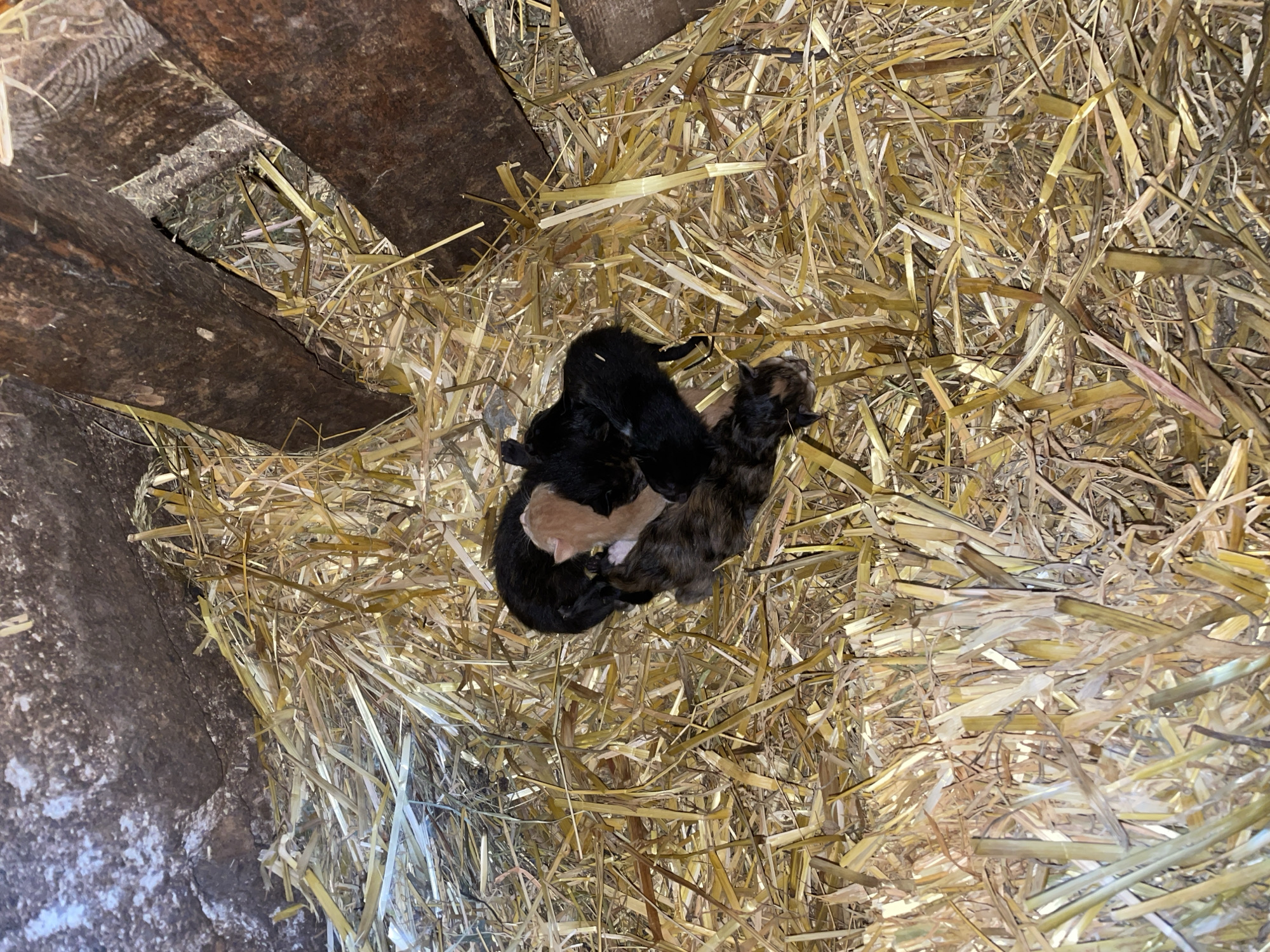 The image displays a heartwarming scene of newborn kittens nestled in a bed of straw within a rustic enclosure, likely a barn or shed in Zlatograd, Bulgaria.
The central subjects are a cluster of very young kittens, seemingly just days old, huddled together for warmth and security. There are at least five kittens visible: two are predominantly black, one is a light orange or tan color, and another has a distinct tortoiseshell or calico pattern, blending shades of brown, black, and orange. Their small size and closeness suggest their extreme youth and dependence.
They rest upon a generous layer of dry, golden-yellow straw, which forms a soft and insulating bed. Surrounding this nest, dark, weathered wooden beams or planks frame parts of the scene, indicating a simple, utilitarian structure. To the left, a textured, dark gray surface, possibly stone or concrete, completes the enclosure.
The setting is clearly rural and humble, providing a sheltered space for the new litter. The lighting is subdued but adequate, highlighting the textures of the straw and the tiny forms of the kittens. There is no discernable activity other than resting or sleeping, common for newborns. The scene evokes a sense of fragility, new life, and the innate instinct of the kittens to stay close together. No text is visible in the image.