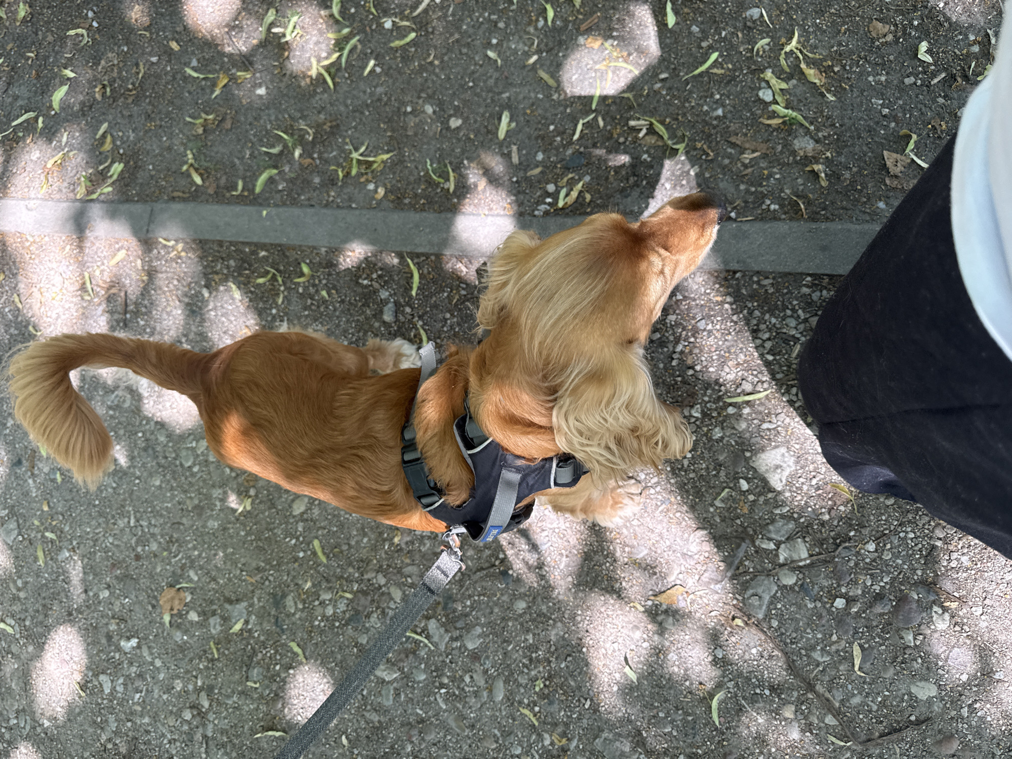 An overhead shot shows a brown dog on a leash walking on a gravelly path. The dog is wearing a black and gray harness. The dog's tail is curled over its back, and its head is down, sniffing the ground. The path is lined with a gray concrete curb. Scattered leaves and pebbles are visible on the ground. Sunlight casts dappled shadows across the scene. A person's legs, clad in black pants, are visible in the lower right of the frame, indicating the photographer's perspective.