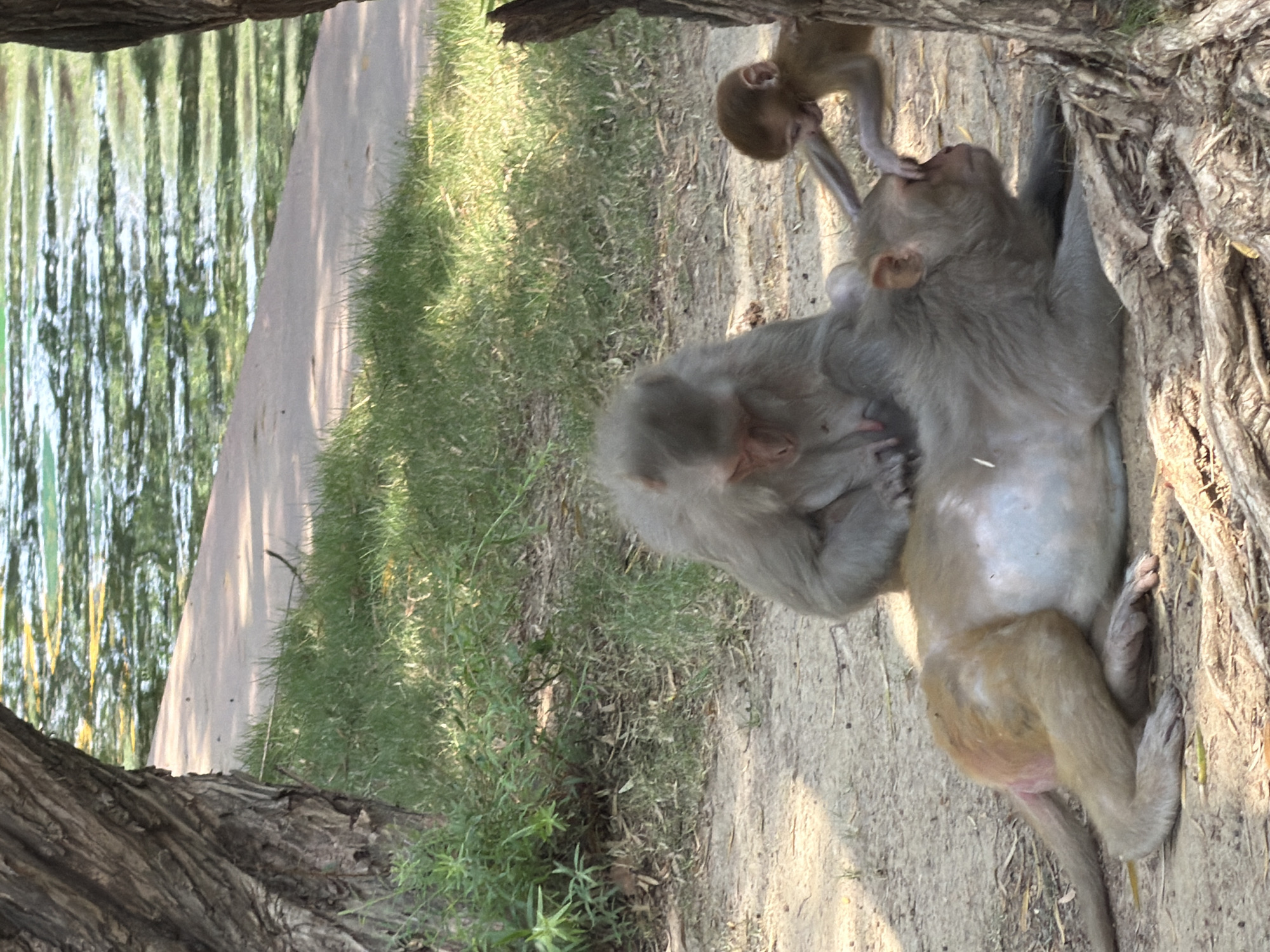 The image features a family of monkeys, likely Rhesus macaques common in New Delhi, India, in a verdant outdoor environment. An adult monkey, light brown/grey in color, is the central subject. It is lying on its side on a dirt path, leaning against the rough, textured bark of a large tree trunk. Its posture appears relaxed.
One smaller, light brown infant monkey is perched on the adult's head and shoulder, extending its hand playfully towards the adult's face. The adult looks up towards this infant. A second infant is partially visible curled up on the adult's lower body, near its stomach. The monkeys appear calm, engaged in a familial interaction.
The scene is set outdoors during daytime, with warm sunlight illuminating the dirt path and parts of the monkeys, suggesting early morning or late afternoon. Shadows are visible on the path and grass. In the background, beyond a grassy patch, is a body of water, possibly a river or pond, reflecting vertical lines of light and dark, indicative of trees or vegetation along its banks. The reflections suggest calm water. The foreground and edges of the frame are occupied by the dark, gnarled trunks of large trees. There is no visible text in the image.