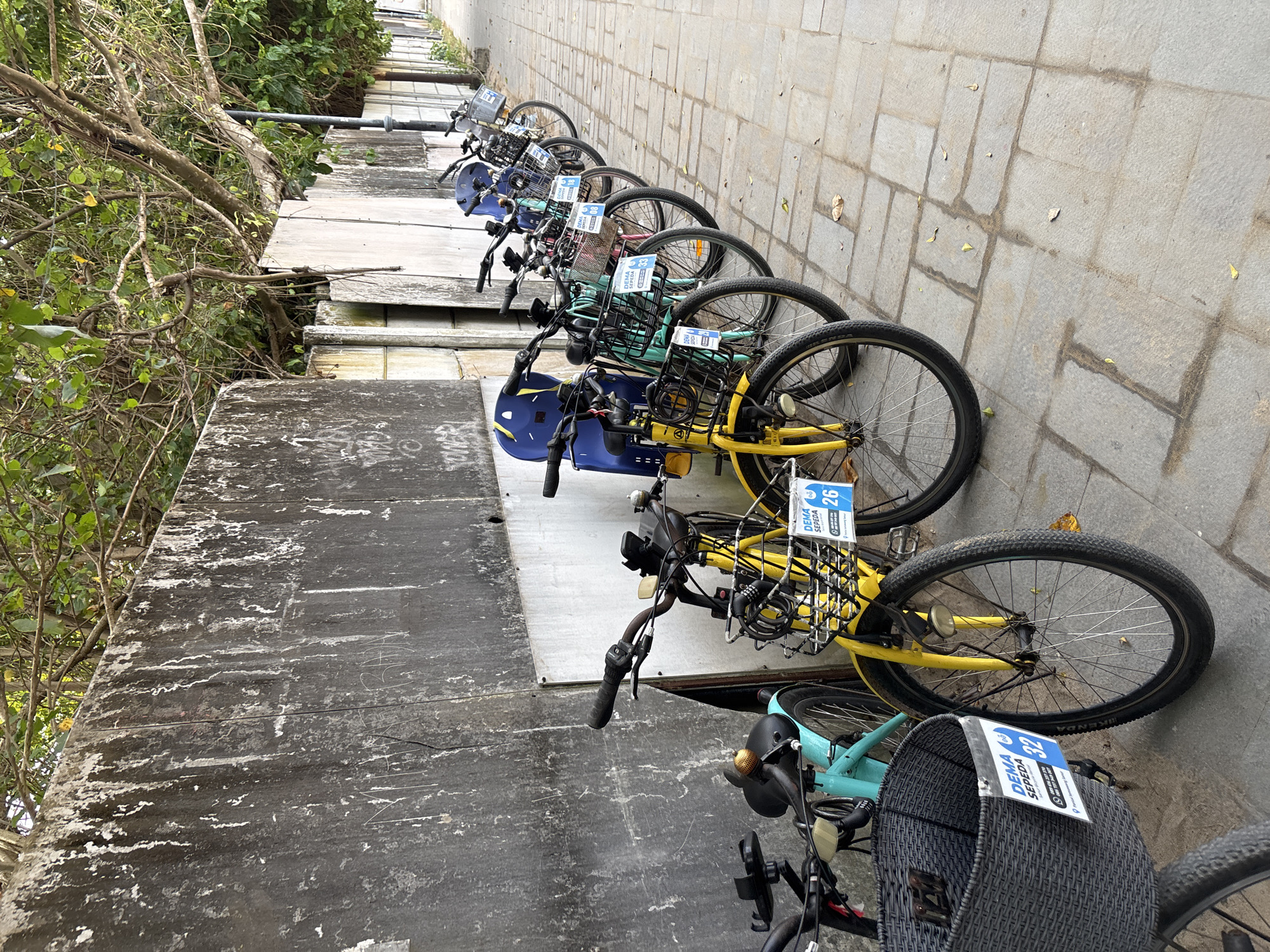 The image depicts a row of rental bicycles parked along a tiled sidewalk next to a weathered, graffiti-covered concrete wall. Trees with dense foliage overhang the scene. The bicycles are of various colors, including yellow and teal, and most are equipped with baskets and locks. Several of the bicycles have signs with the text "DEMA SEPEDA" and a number. The scene suggests an outdoor rental service in Denpasar, Indonesia, possibly near a coastal area or park given the presence of mature trees and the general ambiance. The ground is paved with rectangular gray tiles, and scattered leaves are visible. The lighting indicates it is daytime.