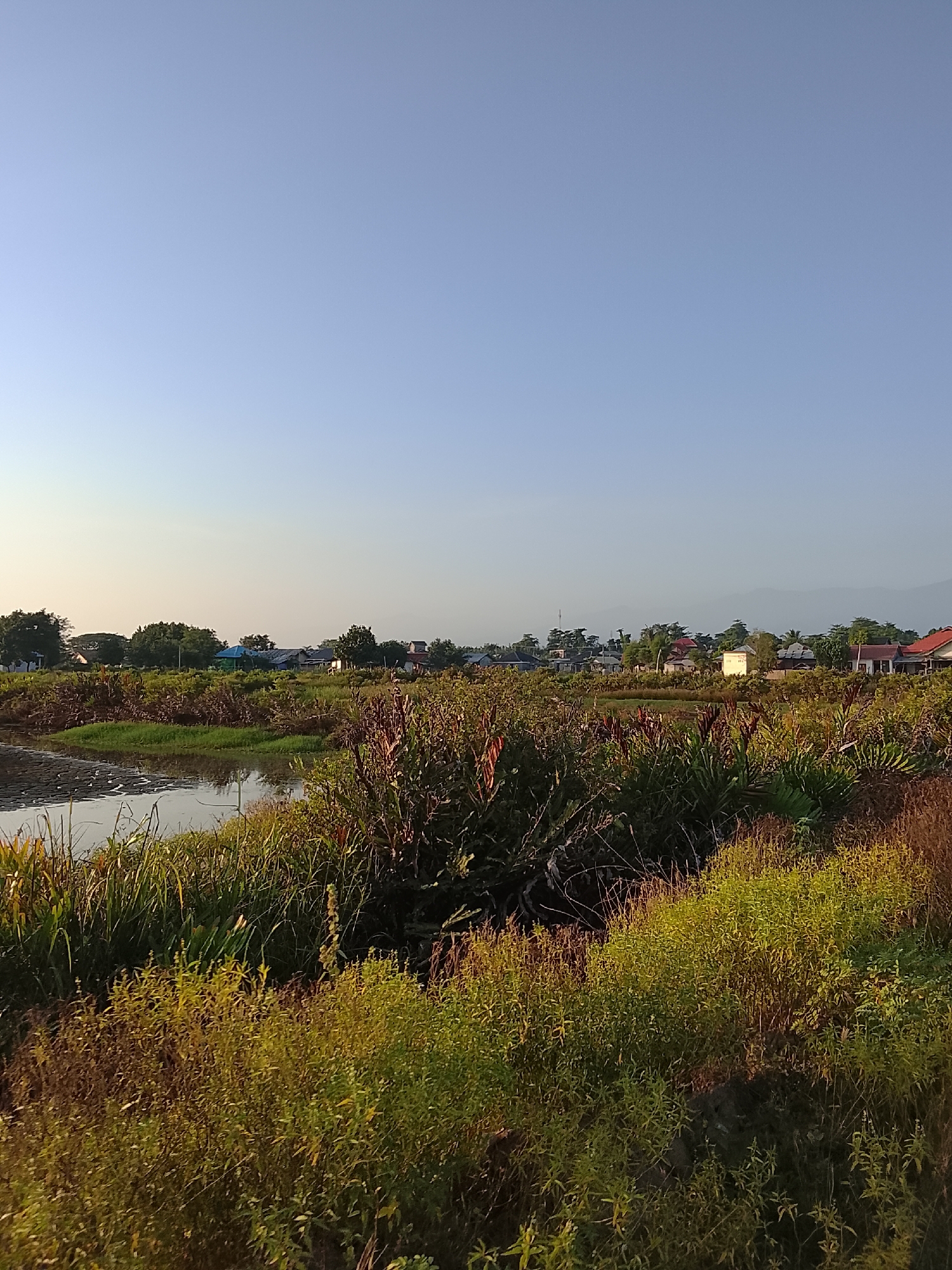The image depicts a landscape scene in the vicinity of Mesjid Tuha, Indonesia, characterized by a clear sky with a gradient from light blue to a paler hue towards the horizon. In the foreground, dense, varied vegetation dominates, with a mix of grasses and taller plants displaying shades of green, yellow, and reddish-brown. A body of water, reflecting the sky and surrounding foliage, is visible on the left side of the frame, with its edge appearing muddy or marshy. Beyond the immediate vegetation, a scattering of buildings, including houses with pitched roofs, are visible amidst a treeline. Some of the buildings have distinct colored roofs, such as blue and red. The overall impression is of a rural or semi-rural environment under natural lighting, likely from the early morning or late afternoon given the soft light and clear sky. There are no people or animals visible in the frame.
