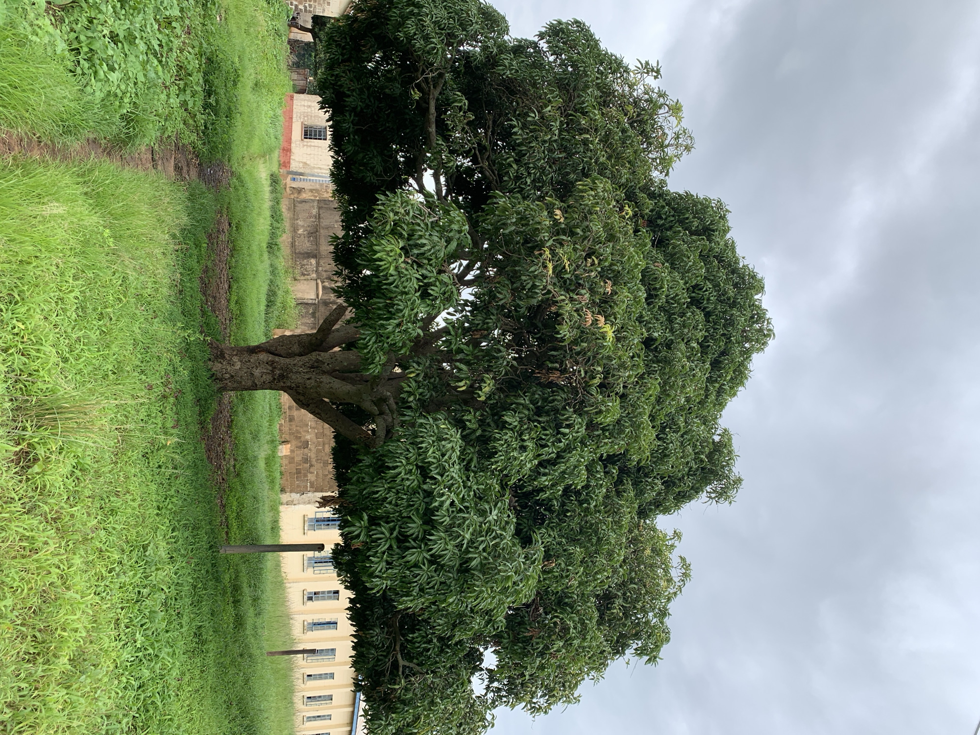 A wide shot of a mature mango tree in a grassy field in Kuru Karama, Nigeria. The tree has a thick trunk and a wide, lush canopy of green leaves. A narrow dirt path leads through the grass towards the tree. In the background, a long, cream-colored building with a red-tiled roof and numerous windows can be seen. The sky is overcast with gray clouds.