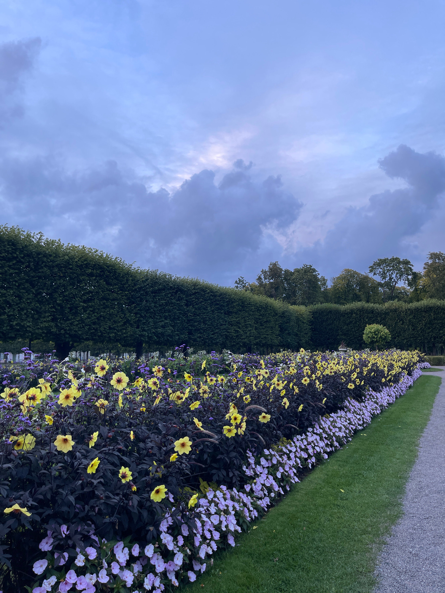 A path of gravel runs along the right side of the image, bordered by a manicured lawn. Beyond the lawn is a long, linear flowerbed. The flowerbed features rows of purple flowers, followed by a dense planting of dark-leaved plants with yellow flowers, and then another row of purple flowers. In the background, a tall, neatly trimmed hedge forms a dark green wall, behind which several trees with green foliage are visible. The sky above is overcast with a mixture of dark and lighter grey clouds, with a hint of pale light breaking through near the horizon. The scene appears to be a park or formal garden setting.