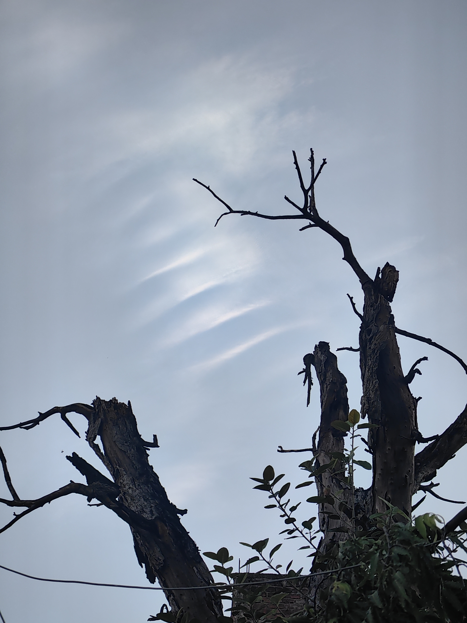 The image, taken in Sonauli, India, shows a low-angle view of dead tree stumps against a cloudy sky. The sky exhibits streaks of light-colored clouds, suggesting diffused sunlight or atmospheric conditions. The tree stumps are dark brown and appear weathered, with jagged broken edges and exposed wood. Several bare branches extend from the tops of the stumps, silhouetted against the sky. Some small green leaves are visible growing from one of the stumps, indicating some new growth amidst the decay. A dark wire runs horizontally across the bottom of the frame. The overall scene is stark and slightly ominous, with the dead trees dominating the foreground.