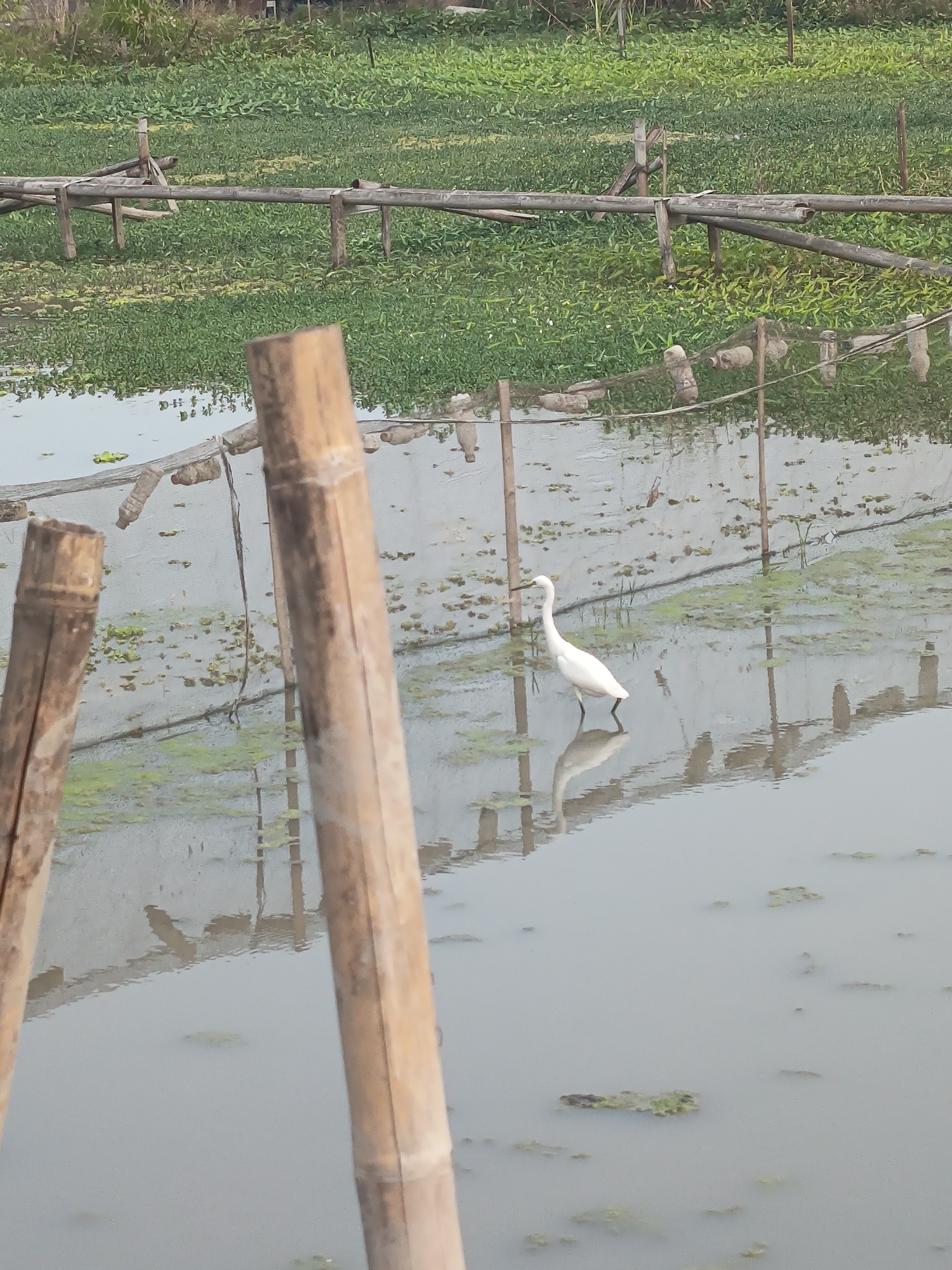 The image depicts a body of water with a white egret standing in it, with its reflection visible. The water is partially covered with green aquatic plants and debris. In the foreground, two large bamboo poles are prominent. In the background, a wooden structure extends across the water, and further back, dense green vegetation lines the bank. The scene appears to be in a rural or semi-rural environment, possibly a pond or a slow-moving waterway, consistent with the landscape found in Sidokarto, Indonesia, known for its agricultural areas and water bodies.