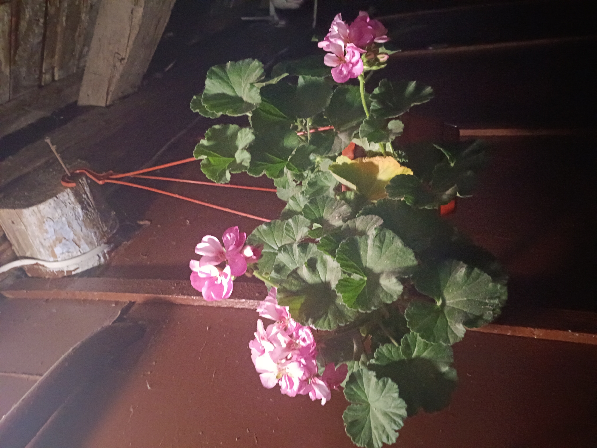 A hanging basket of pink geraniums is suspended from a wooden beam. The basket is made of plastic and has orange cords for hanging. The plant has abundant green leaves and clusters of pink flowers. The background consists of a dark red, possibly wooden, surface and a weathered wooden beam with some visible nails. The scene appears to be outdoors, potentially in Litynia, Ukraine, given the context provided.
