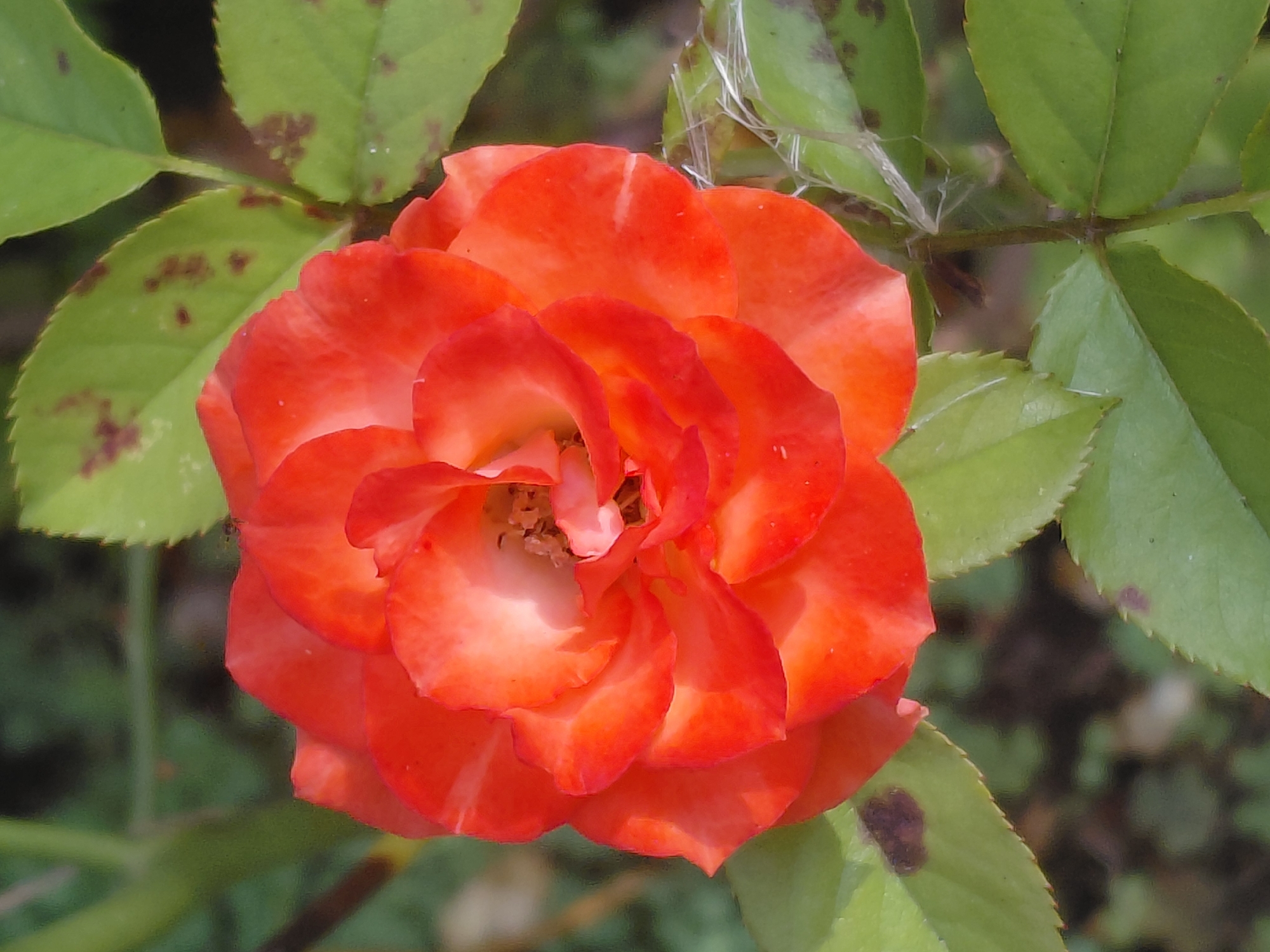 A close-up, head-on view captures a vibrant orange rose in full bloom, its petals unfurling to reveal a lighter, creamy-white center. The rose is surrounded by green leaves, some of which exhibit dark brown spots, indicating potential disease or natural blemishes. The background is a soft, out-of-focus blur of greens and browns, suggesting a natural outdoor setting. There is no discernible location in the city of Malgobek, Russia. The image is devoid of people, actions, or interactions; it focuses solely on the botanical subject.