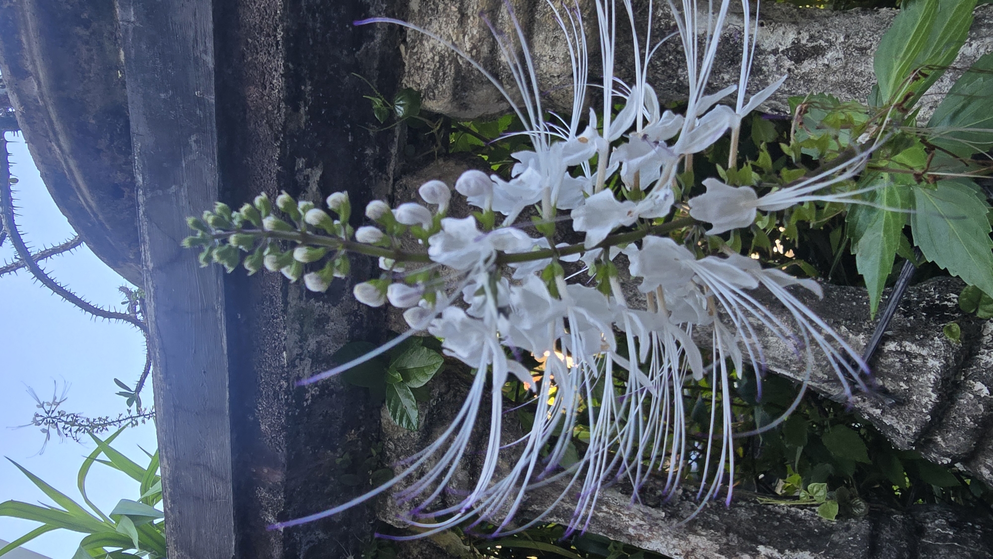 A close-up, slightly tilted, eye-level shot shows a sprig of cat's whiskers flower. The sprig is mostly covered in white flowers, with long, thread-like stamens, some with light purple tips, extending outwards and downwards. Further along the sprig, there are closed buds, green with white tips. Green leaves are interspersed among the flowers. The background is a weathered stone wall. To the left, a dark, aged wooden structure extends into the sky, with thorny plants climbing up its side. The location is the city of Banjarangkan, Indonesia.