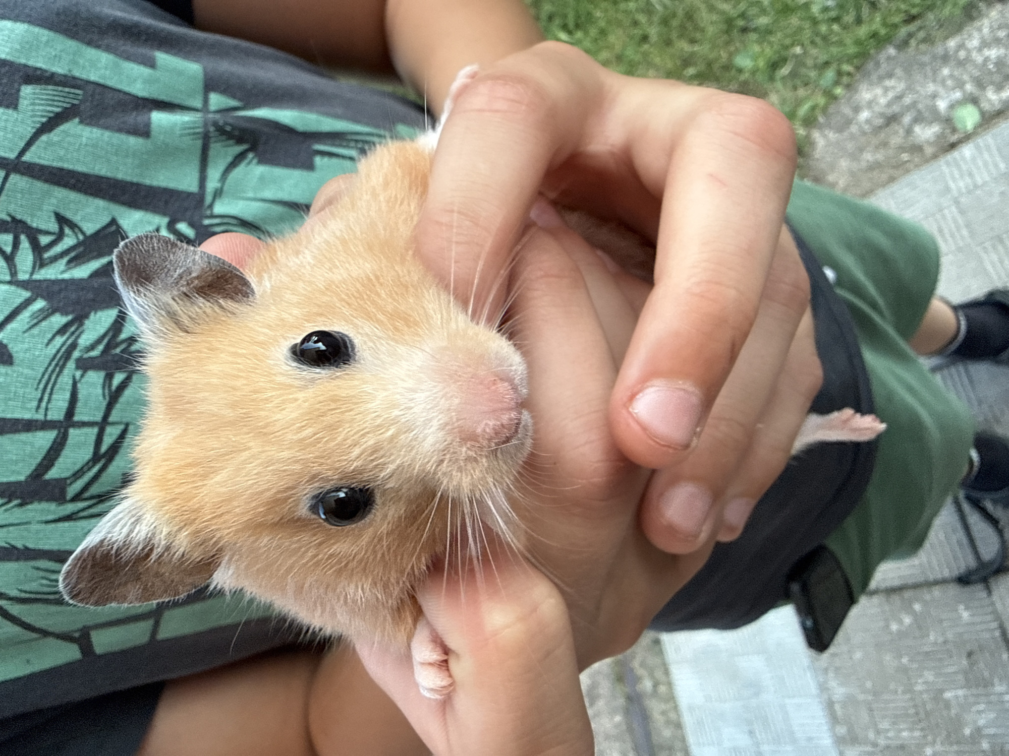 A fluffy, tan hamster with black eyes and pink ears is held in the cupped hands of a person wearing a dark gray t-shirt with a green abstract pattern and green shorts. The hamster is positioned facing the camera, its tiny pink paws visible. The background shows a gray and white paved area, with glimpses of green grass and foliage. The image appears to be taken outdoors. There is no information about the location of Pastavy, Belarus in the image.