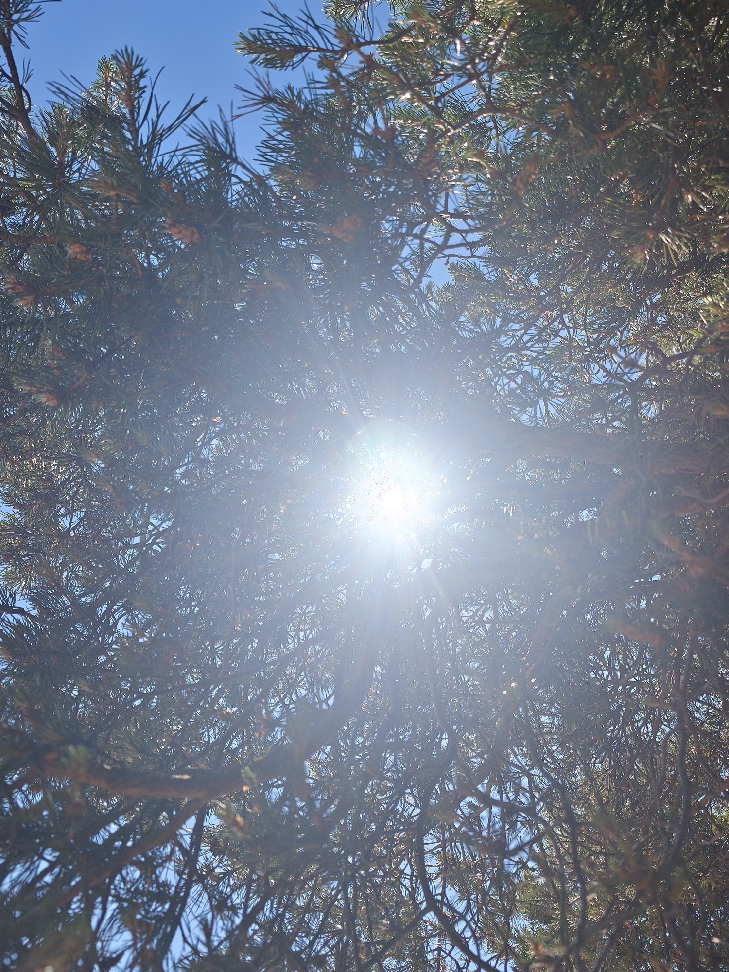 The media file is a photograph taken from below, looking up through the branches of a pine tree towards a bright sun. The sun is the central focus, creating a lens flare that illuminates the sky and the surrounding pine needles and branches. The sky is a clear, vibrant blue, suggesting a sunny day. The pine tree is dense, with many branches and needles obscuring parts of the sky, but also allowing glimpses of the blue backdrop. The overall impression is one of dappled sunlight filtering through foliage on a clear day. The image appears to be taken outdoors, possibly in a park or forest, given the location context of Zelenaya Roshcha, Russia. The time of day is likely midday or early afternoon, as indicated by the high position of the sun and its intensity. There is no visible text in the image.