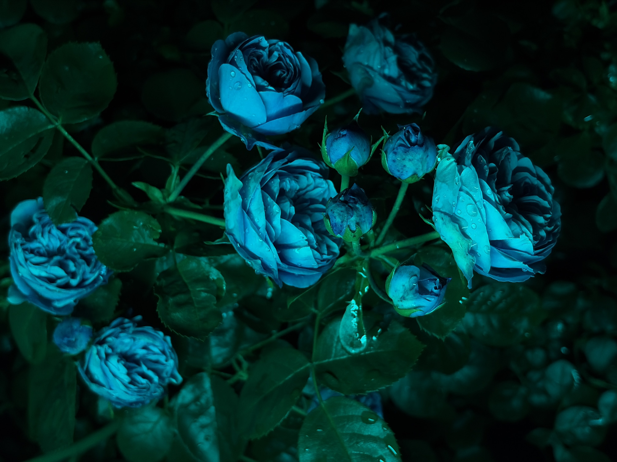 The image displays a close-up, top-down view of several blue roses on a bush. The roses are wet, with visible water droplets on their petals. The lighting is dim, creating a moody atmosphere with deep shadows. The background consists of dark green leaves and is largely out of focus. The scene appears to be in a garden or natural setting. There are no people or visible structures in the image. The location within Chermen, Russia is not discernible from the visual information provided.