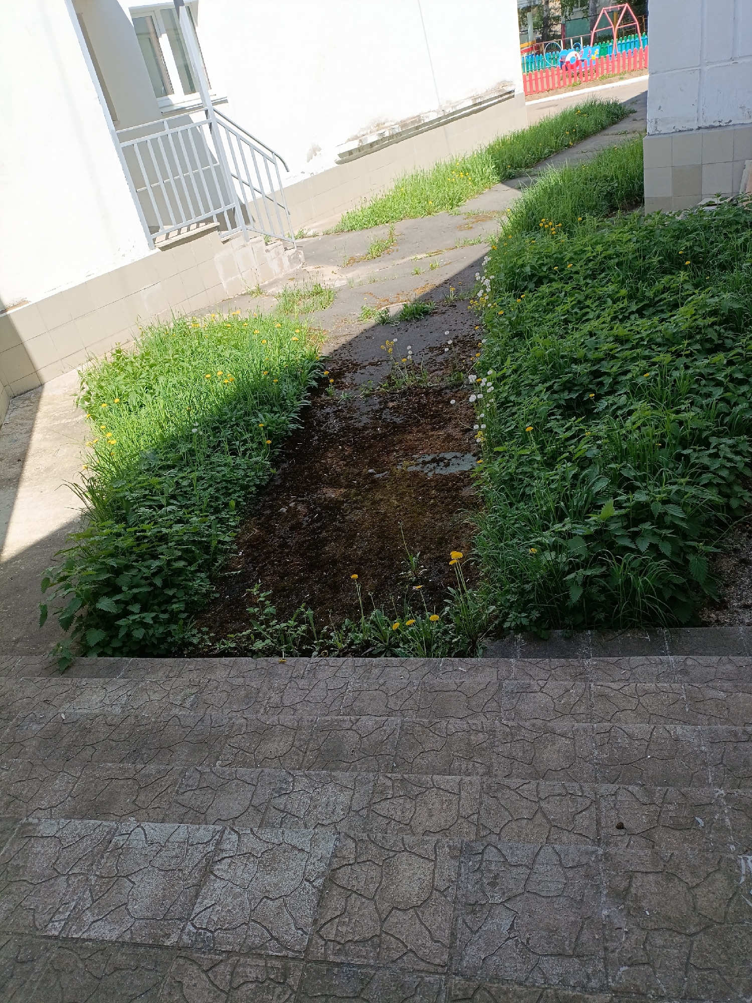 The image depicts a neglected outdoor area in Chaikovsky, Russia. A set of gray stone steps leads down to a sunken area filled with stagnant water, mud, and overgrown vegetation, including grasses, dandelions, and nettles. The vegetation is more abundant on either side of the sunken area. A paved walkway with scattered vegetation ascends beyond the water-filled area. Adjacent to the walkway is a white building with a metal railing and a glimpse of a colorful playground fence in the background. The scene suggests a lack of maintenance and potential drainage issues.