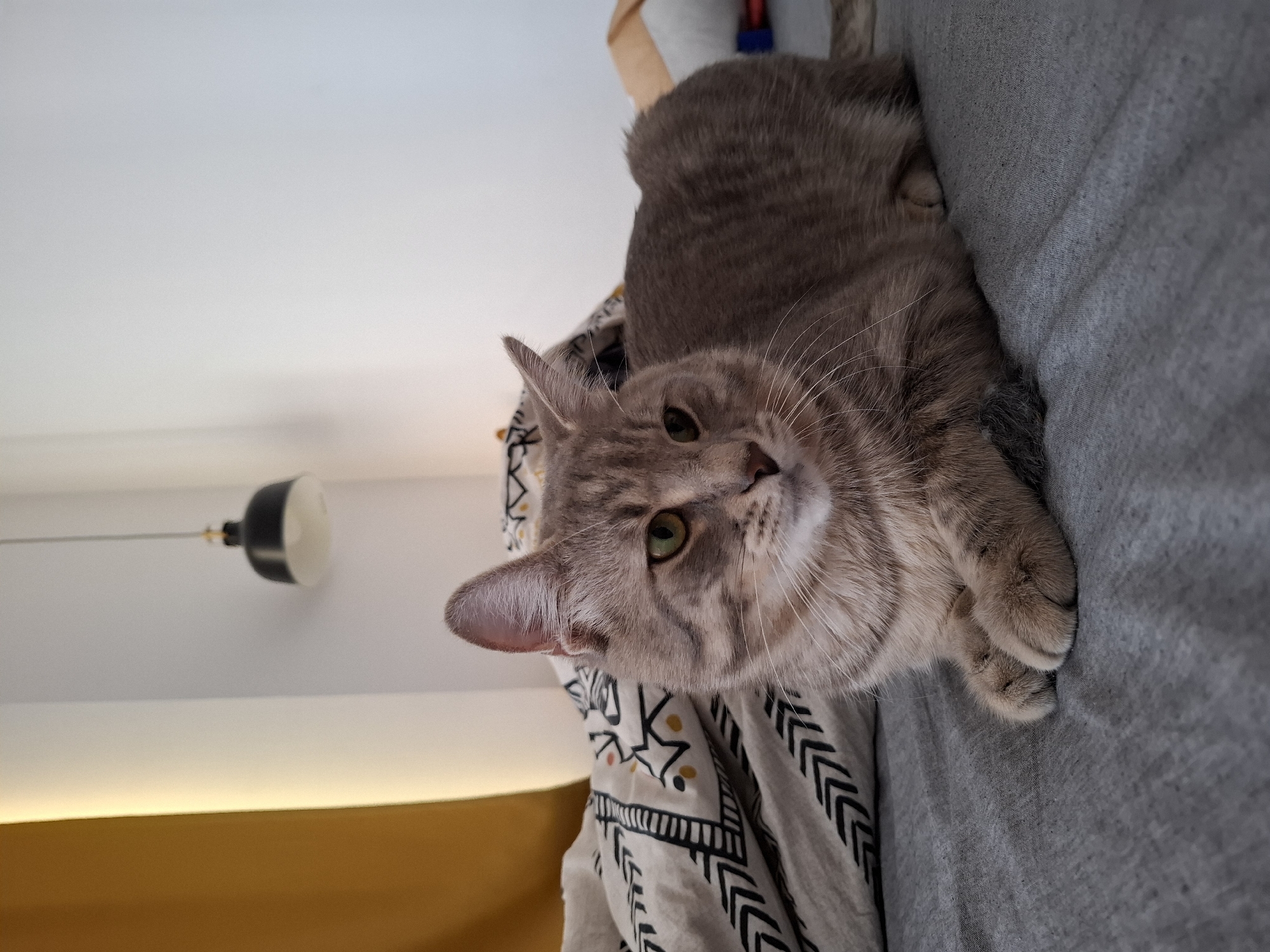 A gray tabby cat is lying on a bed with gray sheets. The cat is facing to the right of the frame and is looking slightly down. Its paws are tucked beneath its body. The bed has a patterned comforter with black and white geometric designs and some yellow accents. In the background, a yellow curtain is visible on the left, and a white wall is on the right. A black pendant lamp hangs from the ceiling. The scene appears to be an indoor bedroom setting.