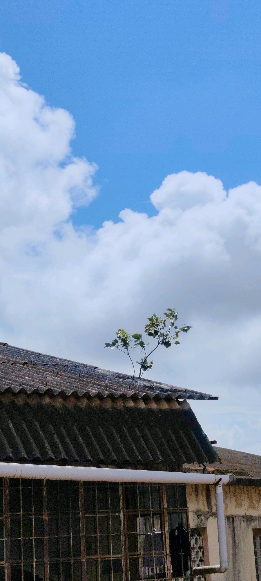 The image depicts a weathered, corrugated asbestos cement roof of an old building under a bright blue sky with scattered white clouds. A small tree with green leaves is growing out of the edge of the roof, its branches reaching towards the sky. Below the roofline, a large window with a rusty metal grate is visible, and a white pipe runs horizontally along the building's facade, with a downspout extending vertically downwards. The overall impression is one of resilience and nature's persistence in an urban setting.
Based on the visual cues, this scene is likely located in Belagavi, India. The type of building materials, the style of the window grate, and the presence of vegetation growing in unexpected places are all characteristic of older structures found in this region of India. The building appears to be in a state of disrepair, which is not uncommon for older properties in many Indian cities, including Belagavi. The weather suggests a typical day with clear skies and some cloud cover, indicative of the region's climate. No people are present in the image.
