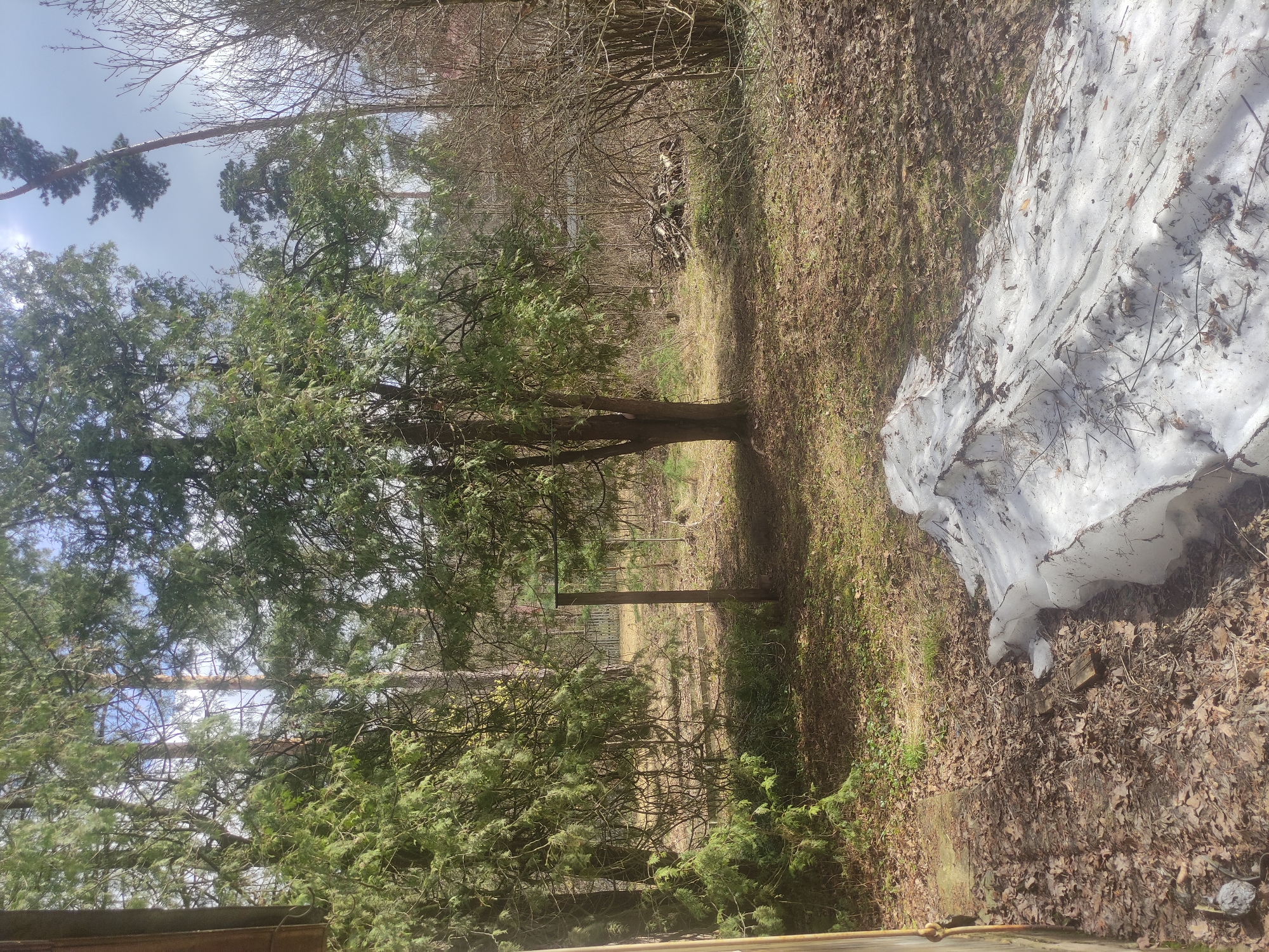 The image shows a wooded area with trees and a patch of melting snow on the ground. The ground is covered in leaves and grass, with bare trees and branches in the background. A wooden structure is partially visible in the foreground. The location is unknown.
