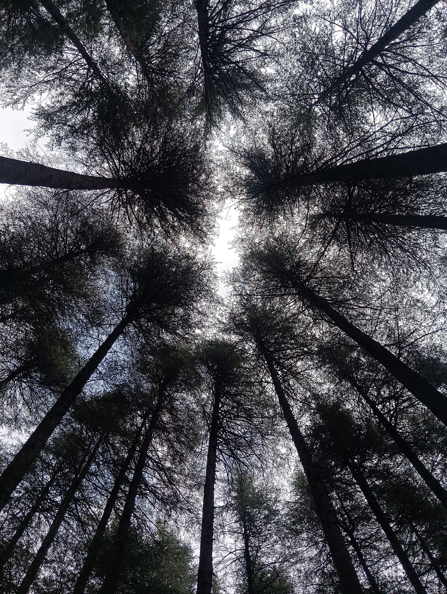 An upward-facing shot captures a dense forest canopy from below. Tall, dark trees, silhouetted against a bright, overcast sky, dominate the frame. Their branches, laden with needle-like foliage, create a tangled network overhead. The trees appear to be of the conifer variety, possibly pine or fir, with rough bark visible on their trunks. The sky is a uniform pale gray, indicating diffused daylight, with no discernable sun or clouds. The perspective is from ground level, looking directly up at the sky through the interwoven branches and leaves. The image suggests a natural, outdoor setting, possibly a forest or a wooded area. Given the location of Chhyal, India, this could be a scene from the Himalayan foothills, known for its coniferous forests. The overall impression is one of being enveloped by nature, with a sense of scale provided by the towering trees. There are no people or animals visible in the image.