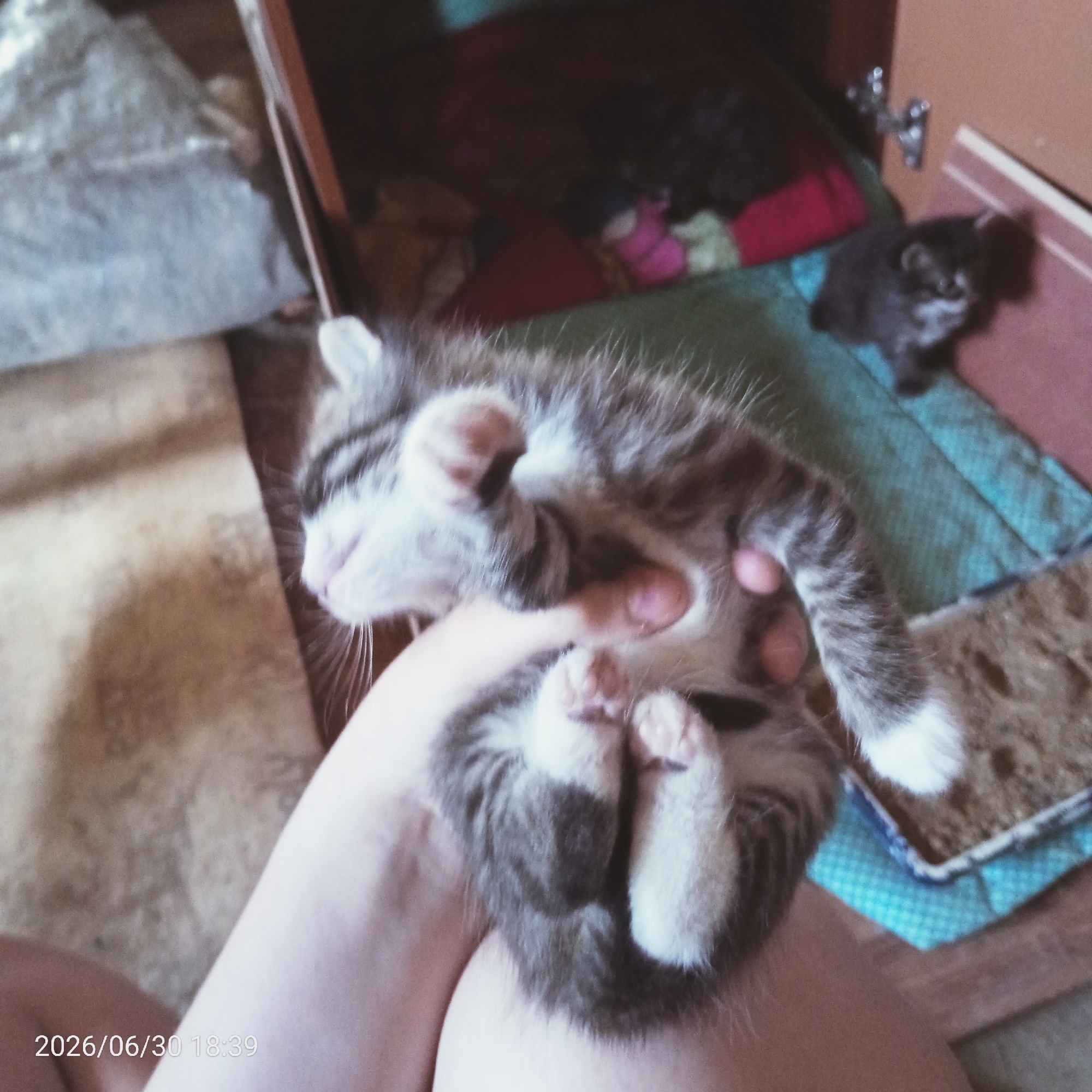 The image shows a person holding a small tabby kitten upside down. The kitten is gray and white with stripes and appears to be asleep or very relaxed. Its paws are facing upwards, and its eyes are closed. The person's hands are visible, holding the kitten's belly and back. In the background, there is a blurred scene of a room with furniture and other objects, including what appears to be another kitten lying down on a blue patterned surface. The overall lighting suggests it might be daytime, though no specific weather or precise location cues are evident beyond an indoor setting. The image has a timestamp overlay in the bottom left corner that reads "2026/06/30 18:39". The focus is on the kitten and the gentle way it is being held.