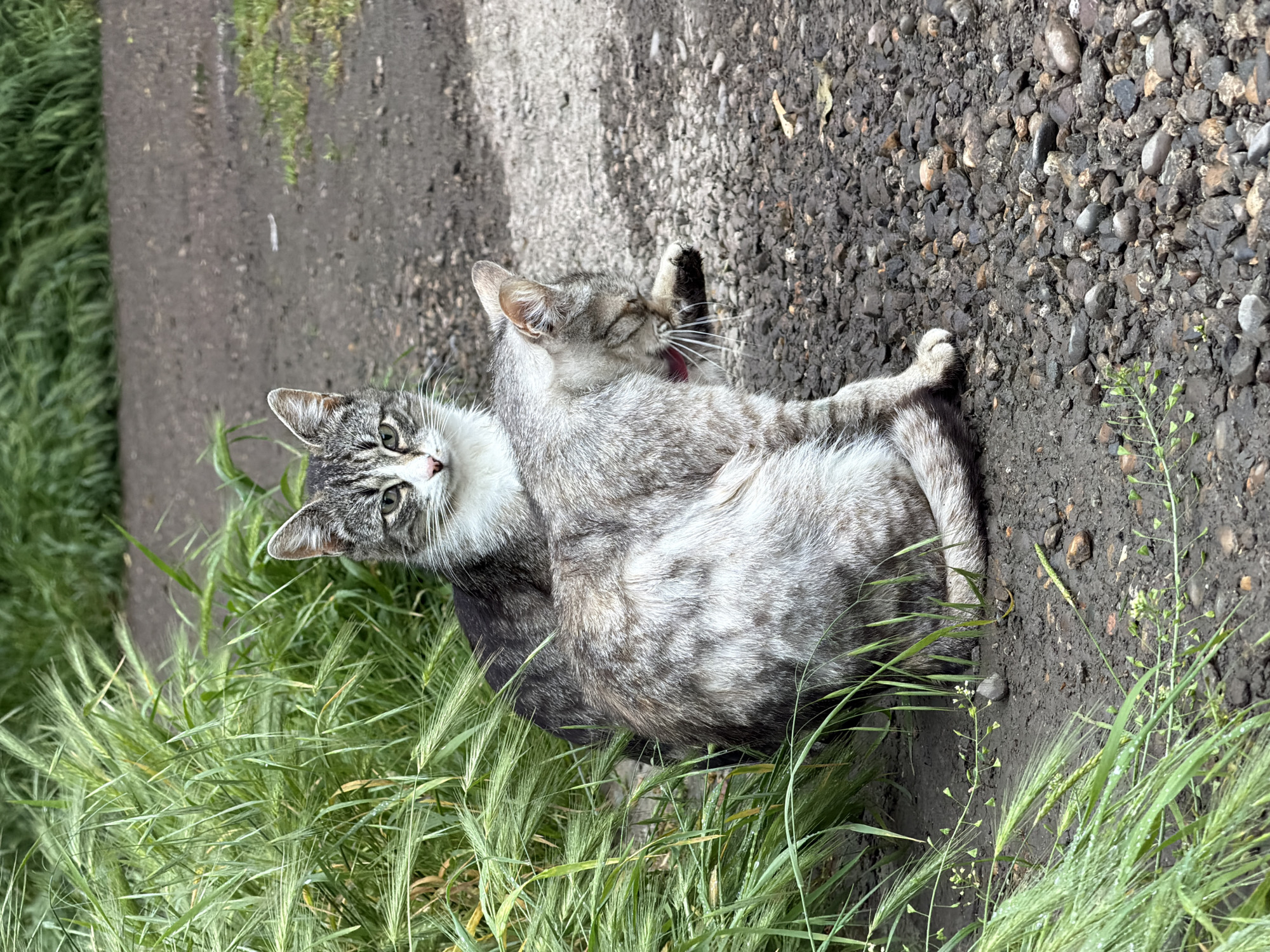 Two cats are visible in the image. One cat is mostly gray and white with dark stripes on its head, cleaning its paw with its tongue extended. The other cat, nestled in the grass, is looking at the camera. The environment is a mix of grass and a dirt and gravel path. The location is assumed to be Beryozovy, Russia.
